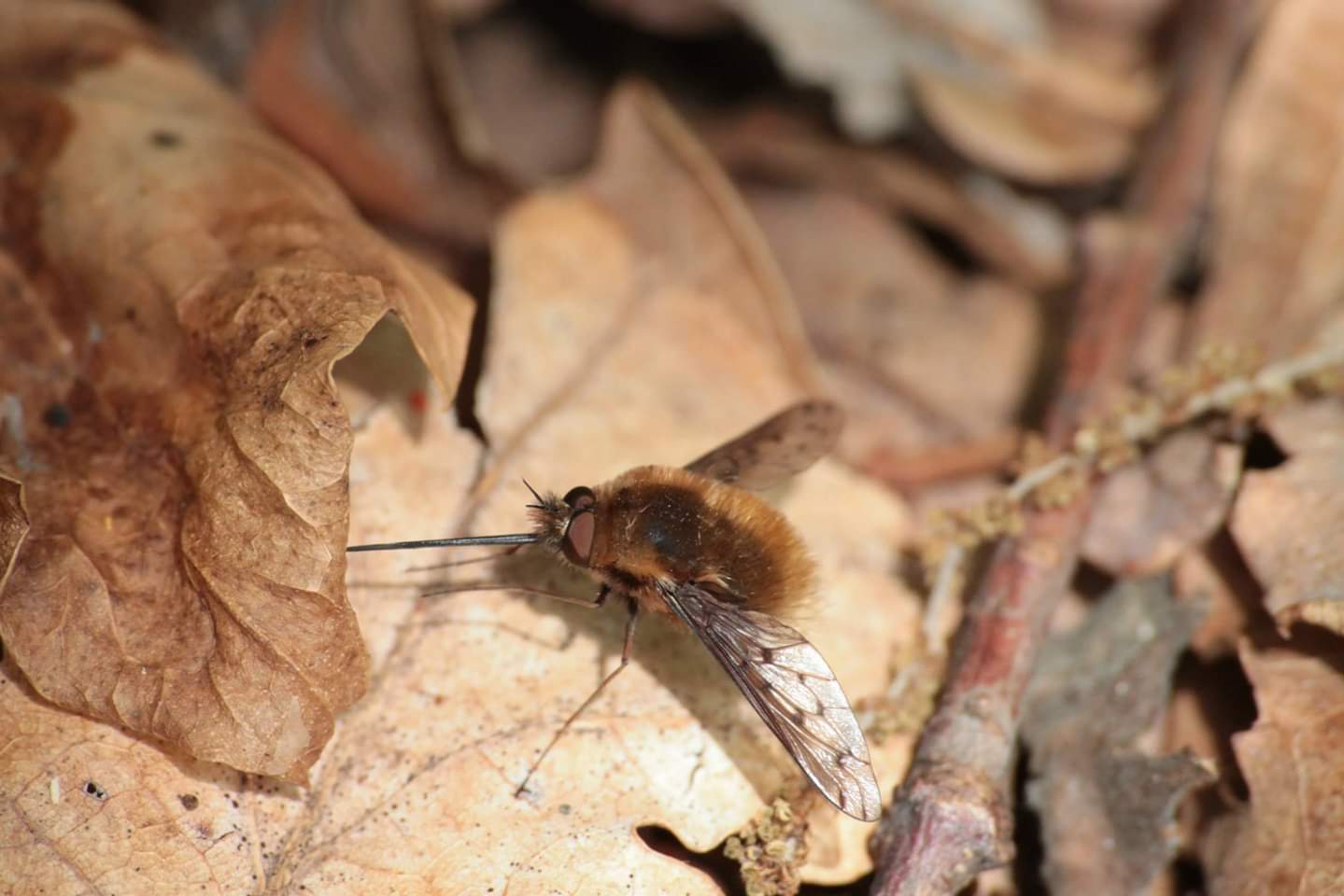 Bombylius discolor