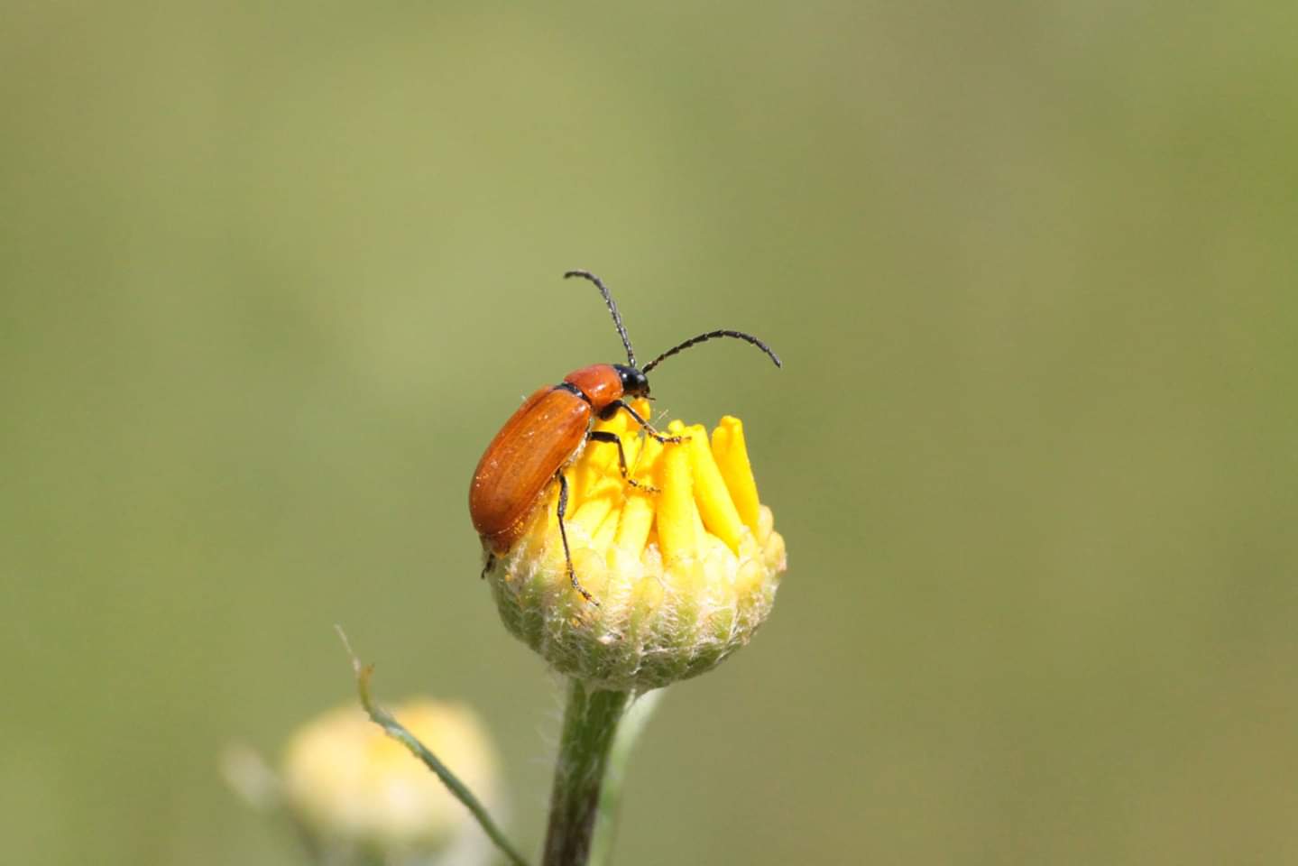 Leaf Beetles