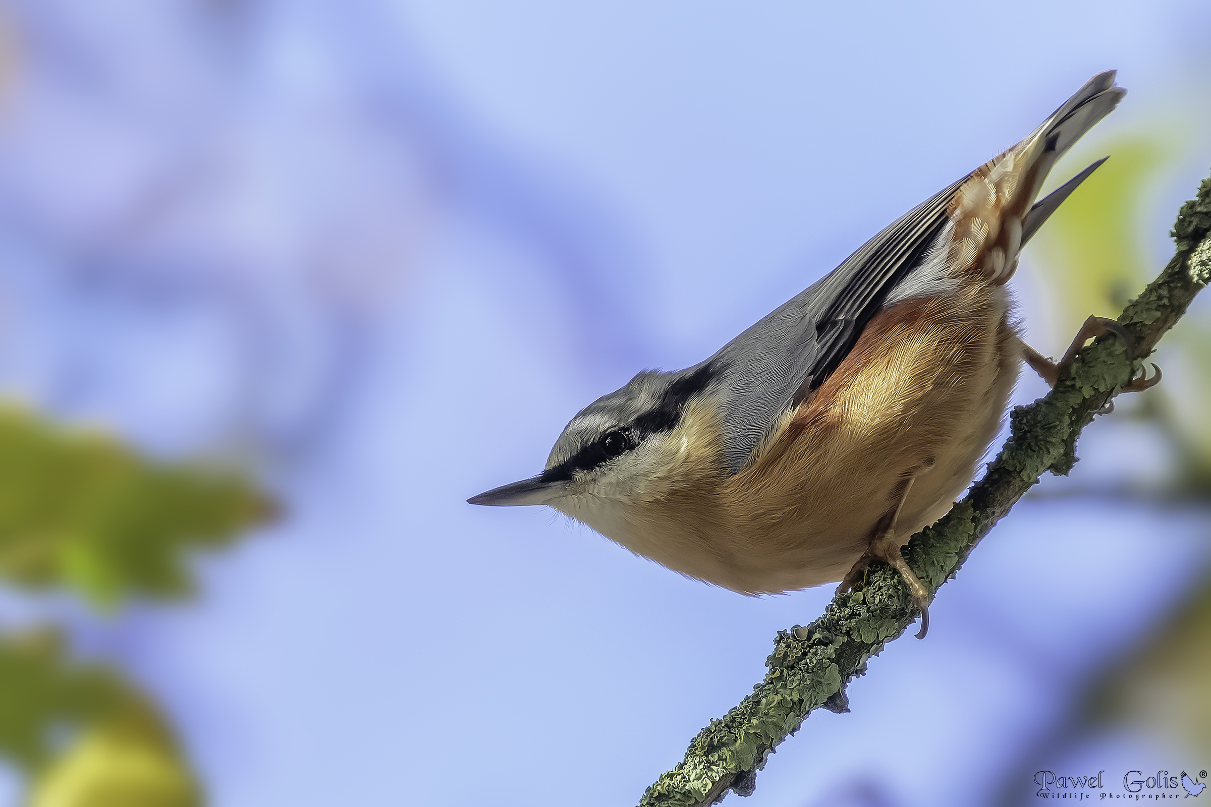 Nuthatch (Sitta europaea)