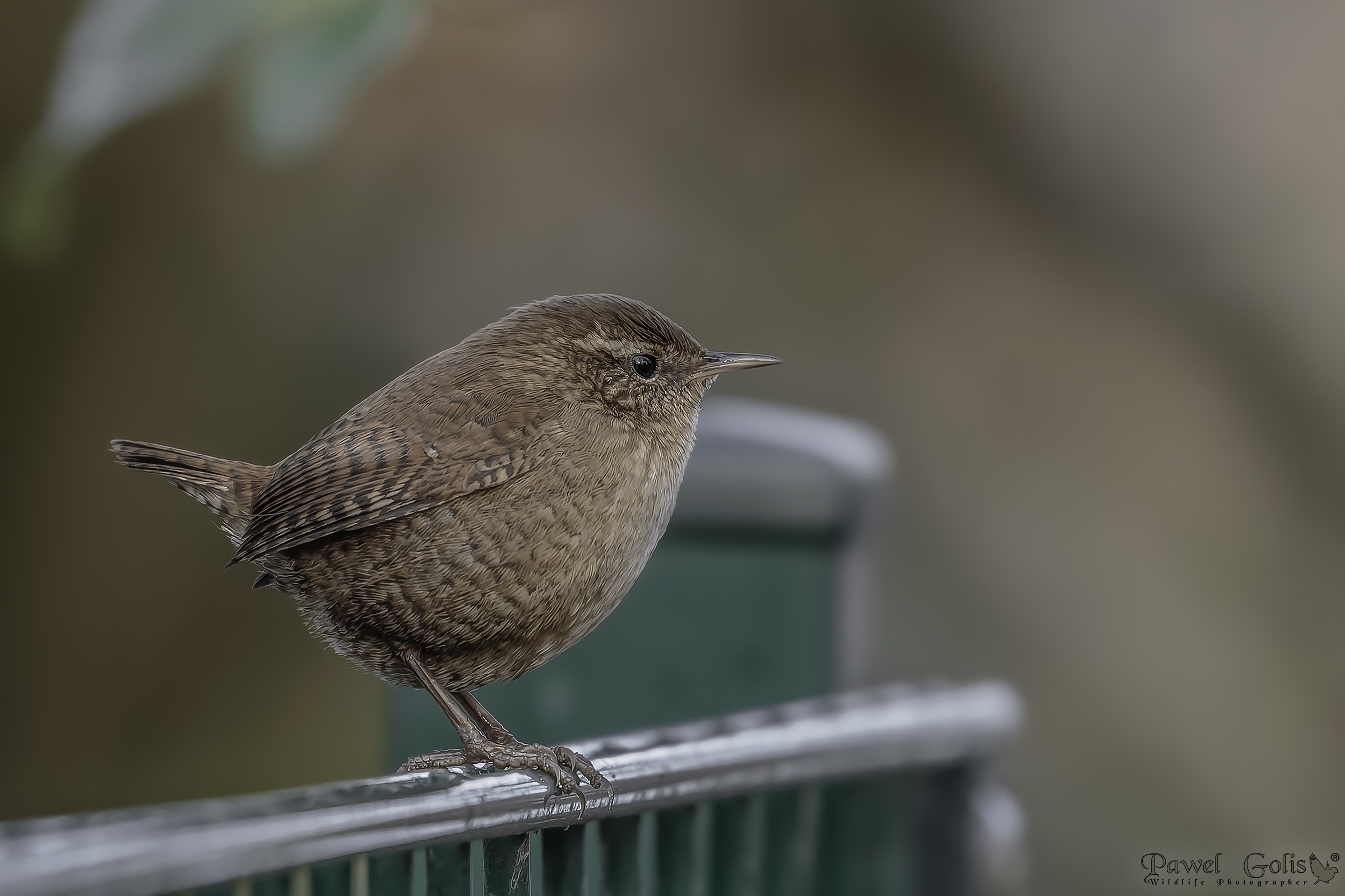 Eurasian Wren ( Troglodytes troglodytes)