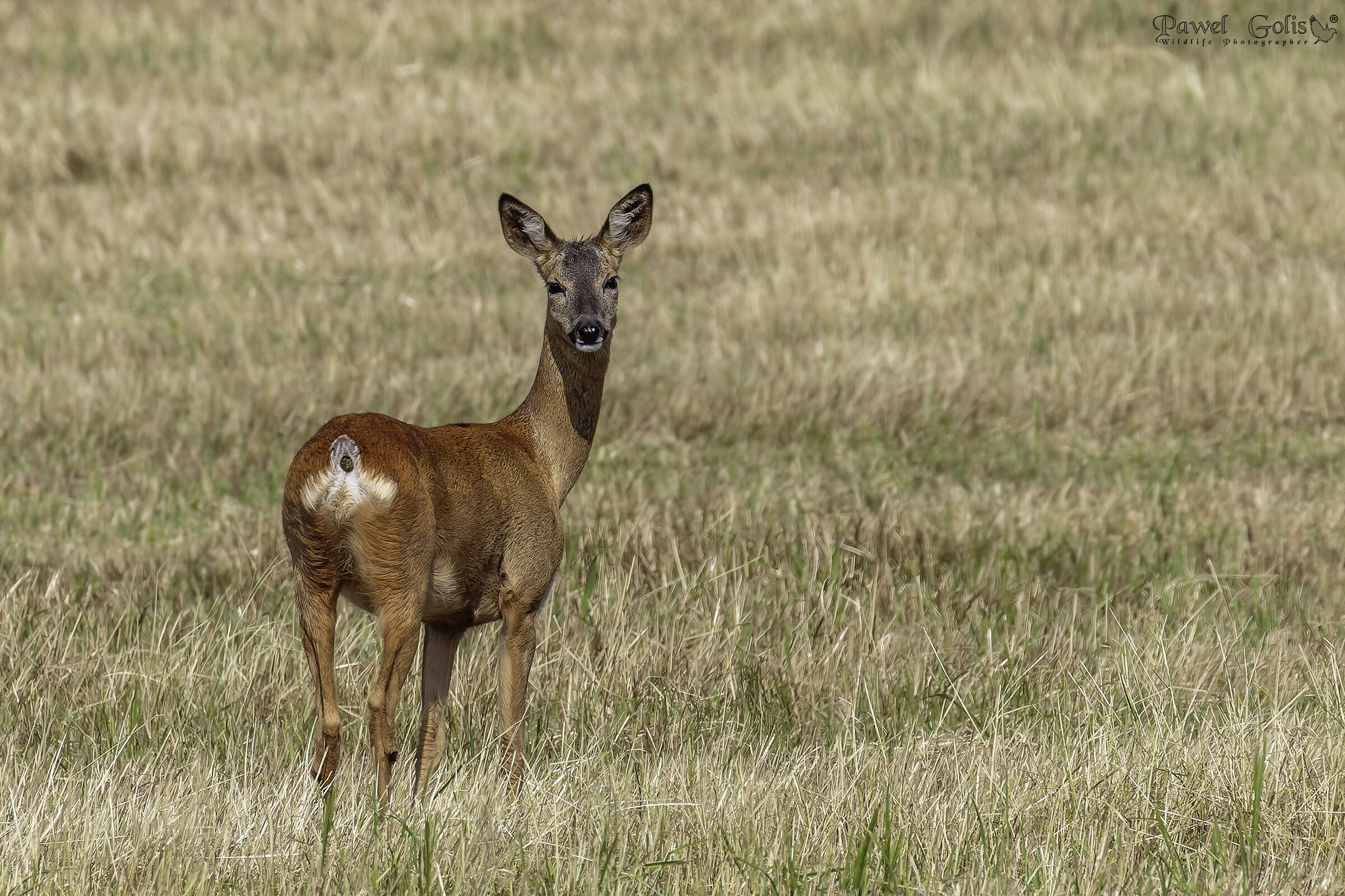 Capriolo (Capreolus capreolus)