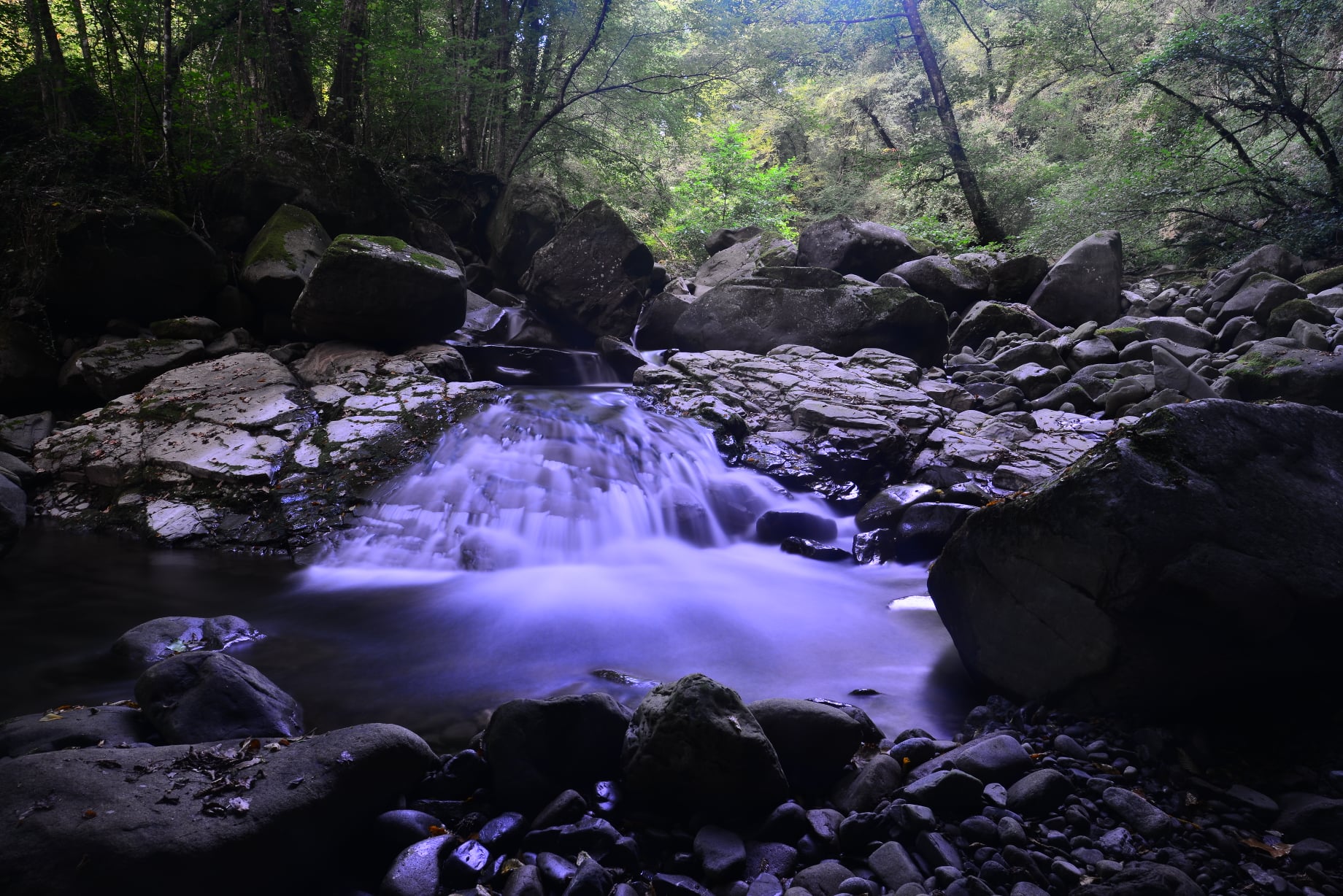 Taponecco Stream