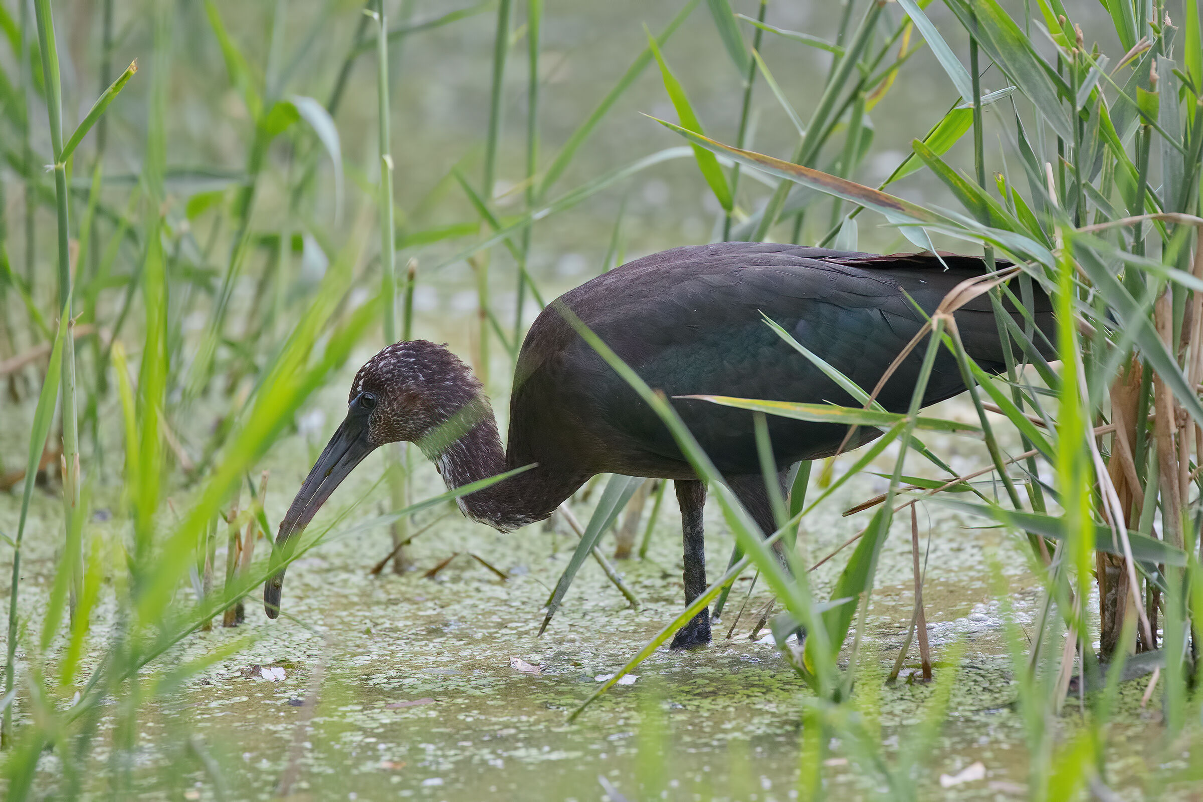 Mignattaio ( Giovane)a pesca