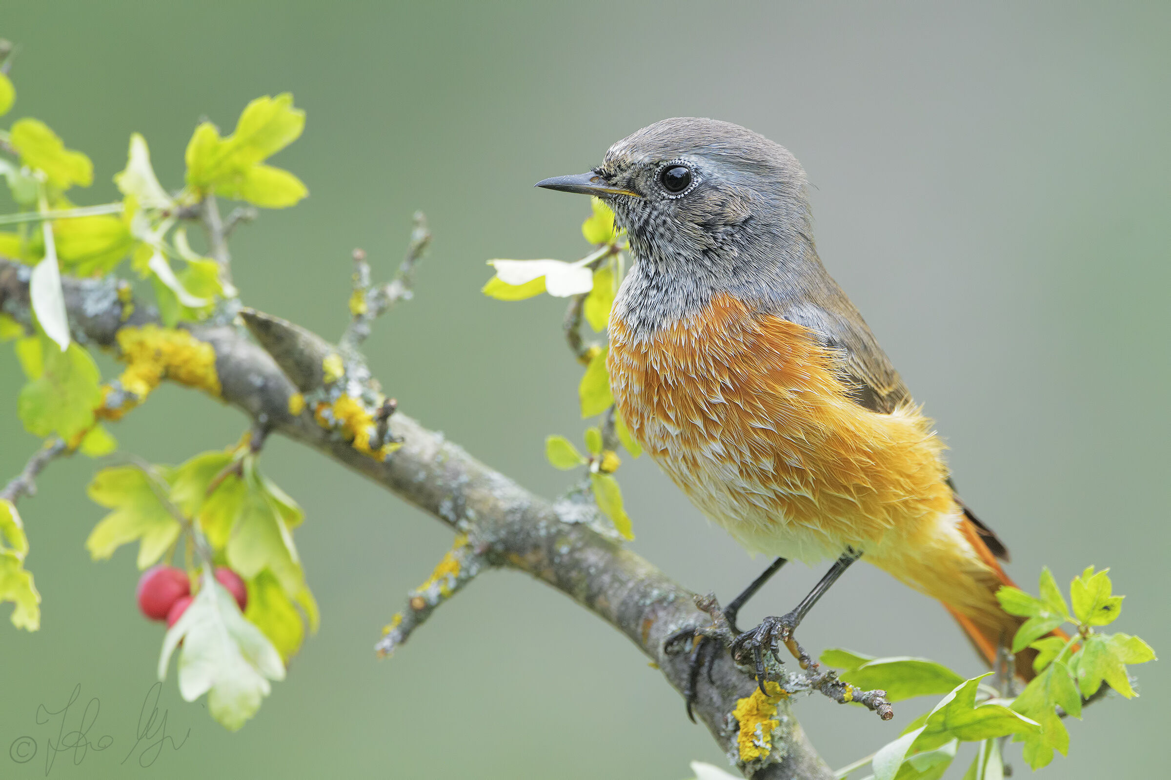 Common redstart