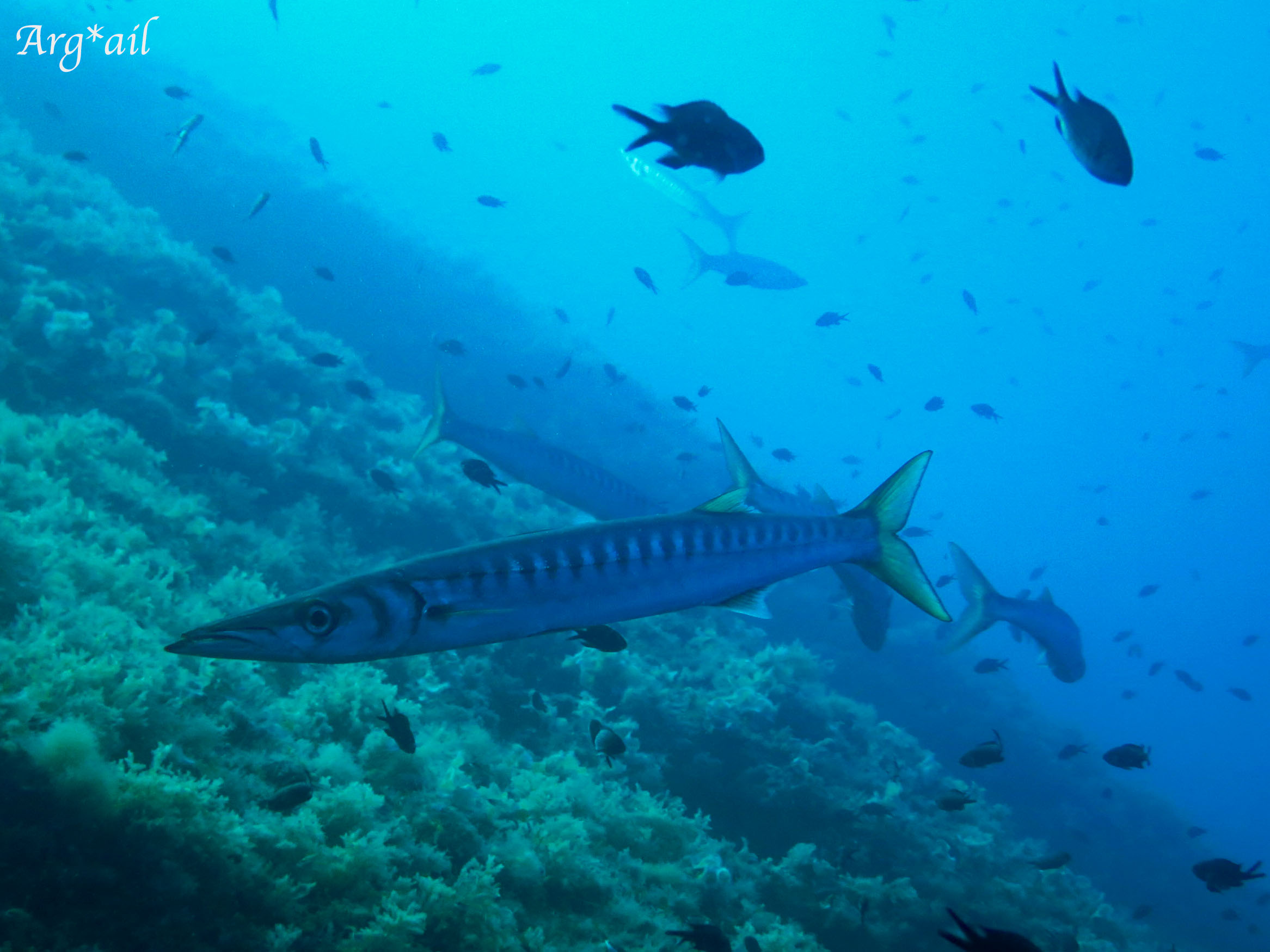 Sphyraena viridensis