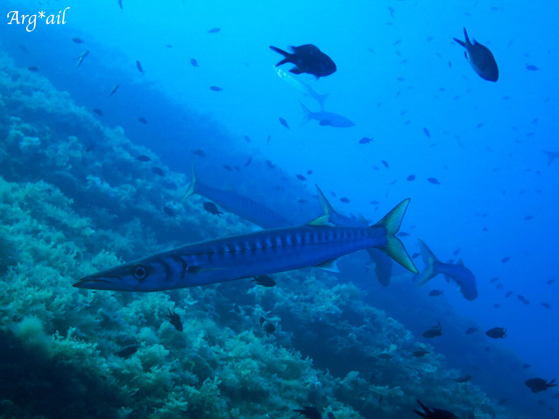 Sphyraena viridensis