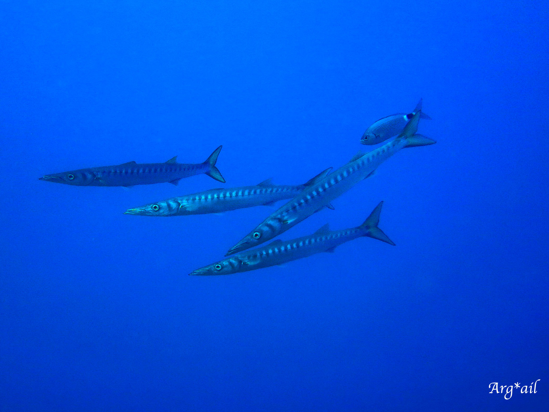 Sphyraena viridensis