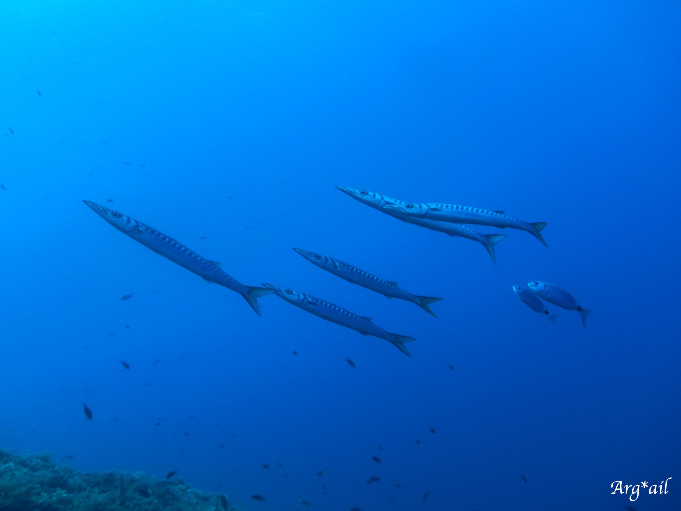 Sphyraena viridensis