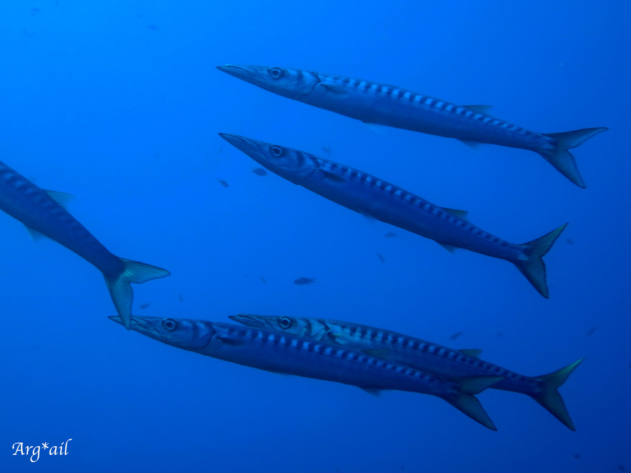 Sphyraena viridensis