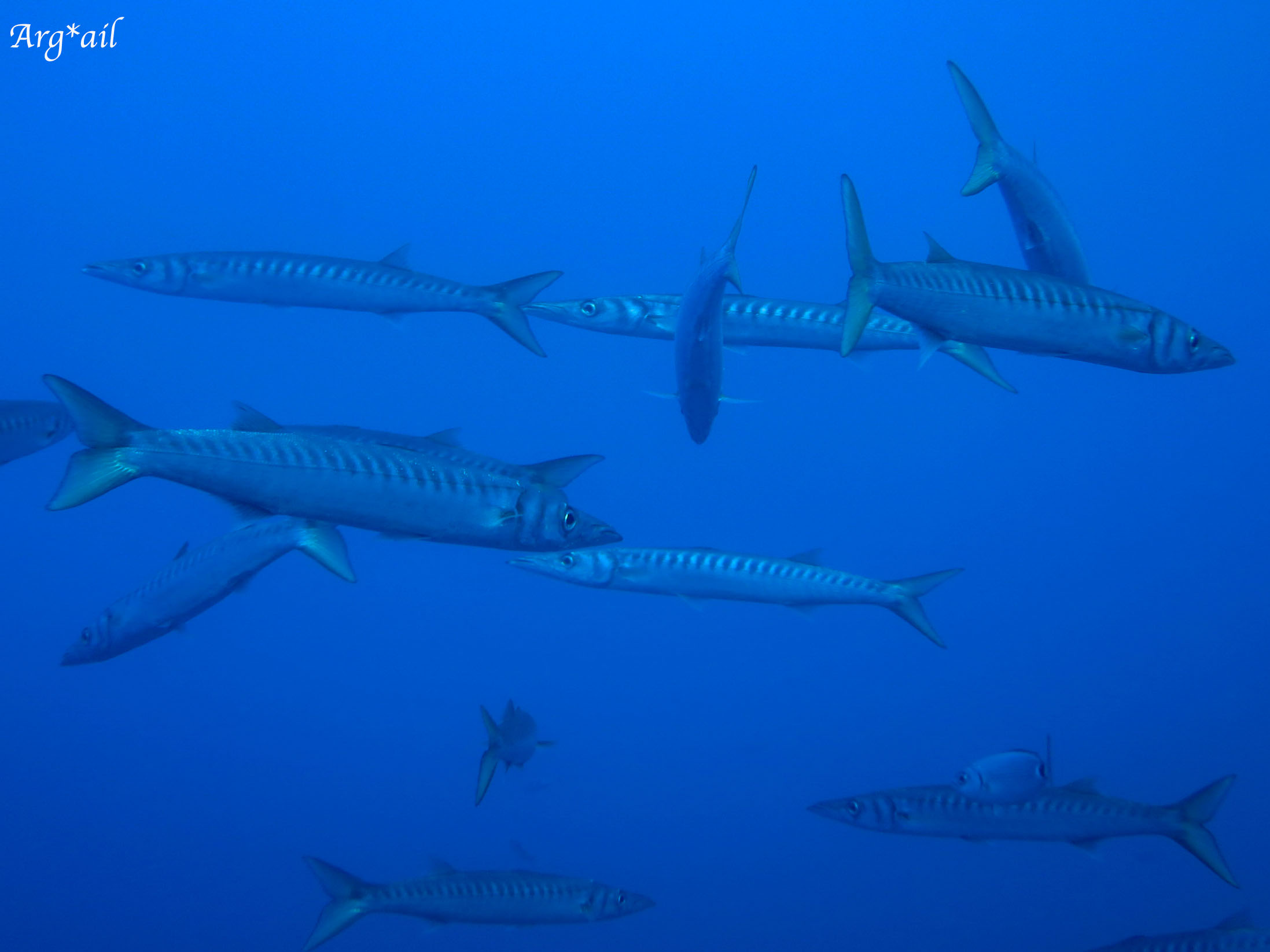 Sphyraena viridensis