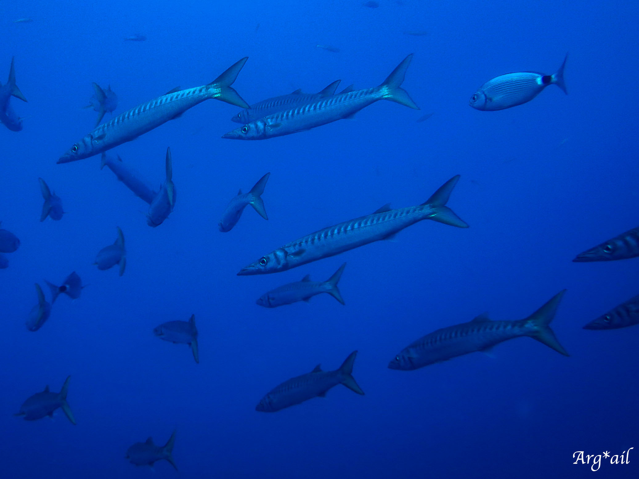 Sphyraena viridensis