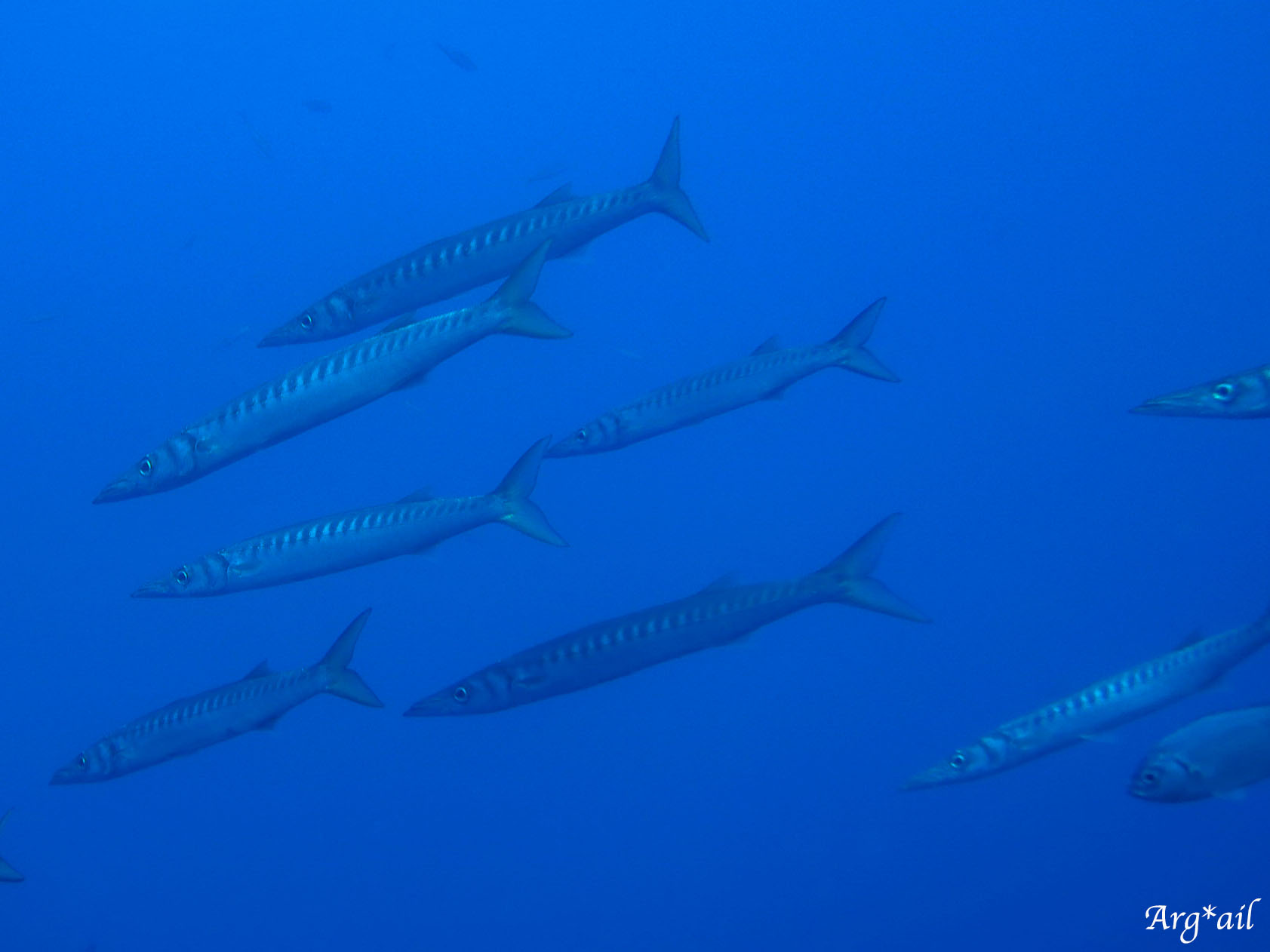Sphyraena viridensis