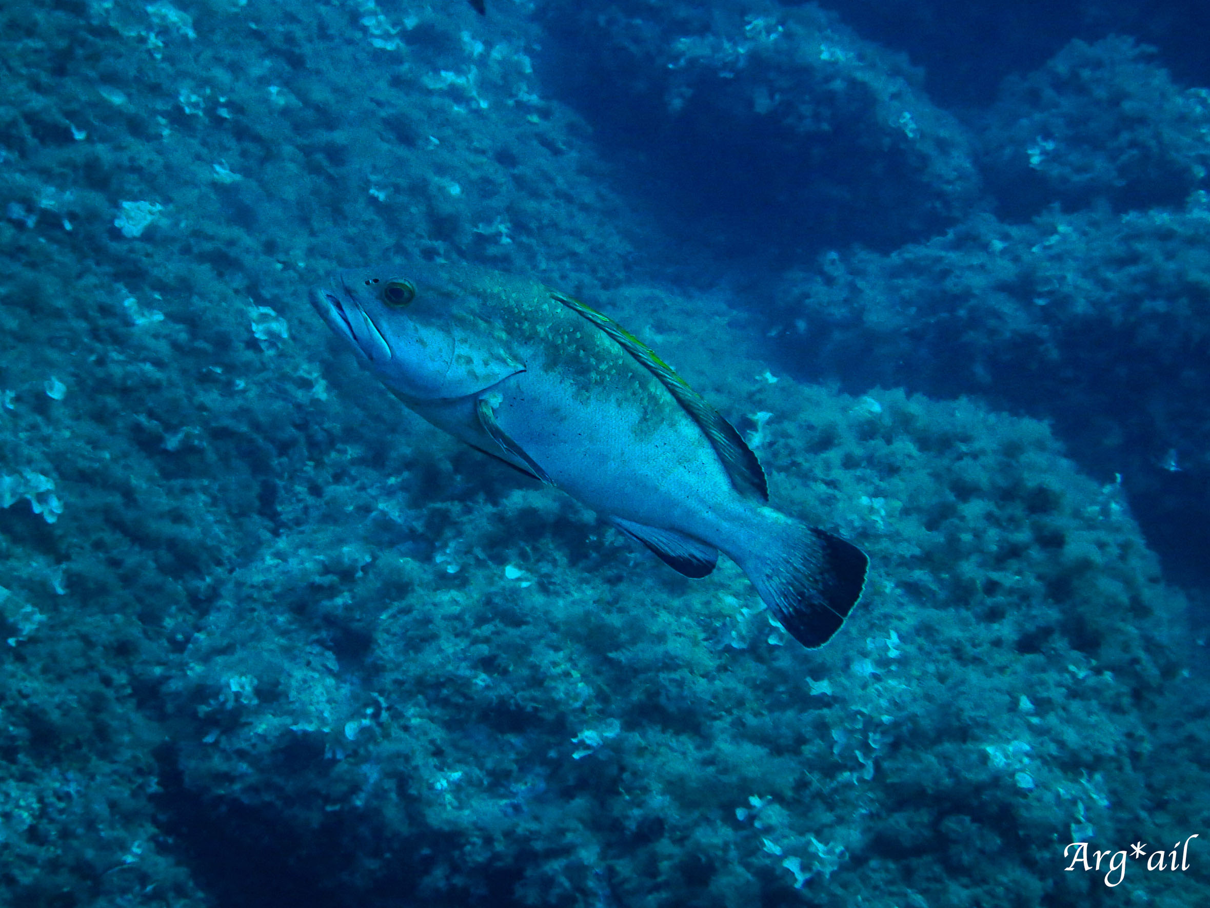 Epinephelus marginatus