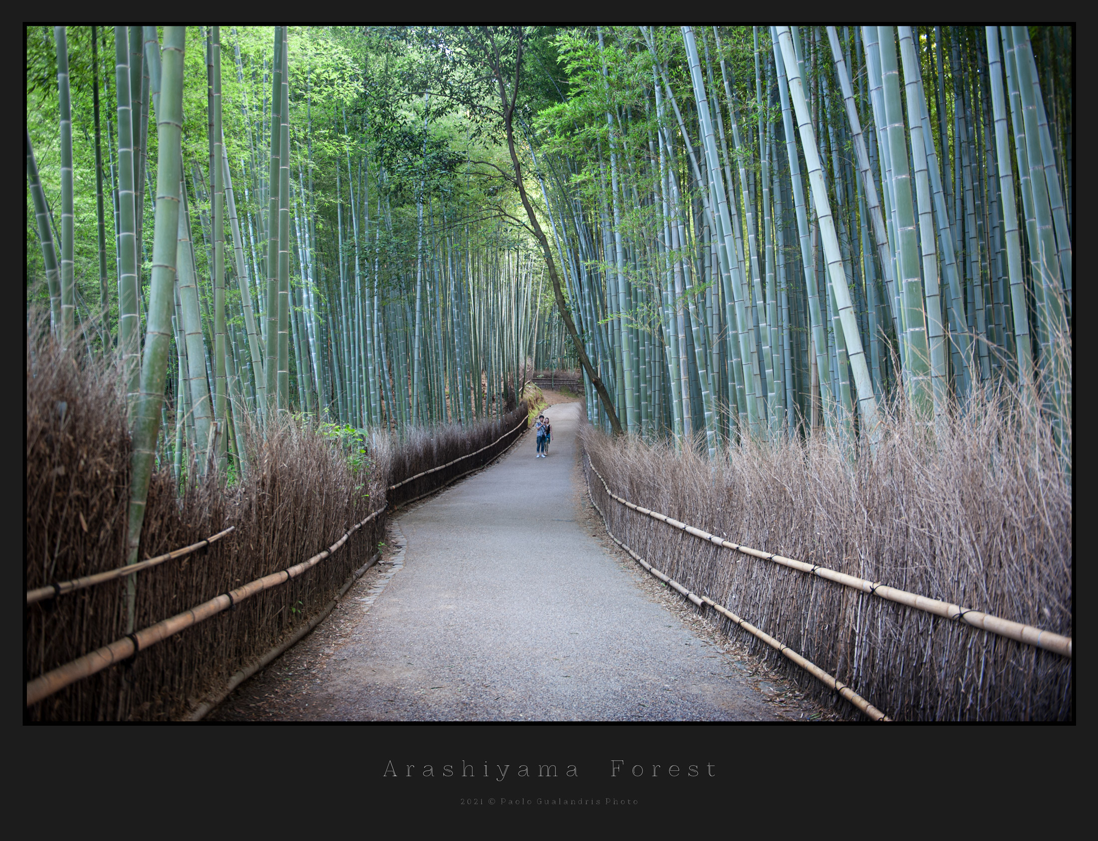 Arashiyama Forest