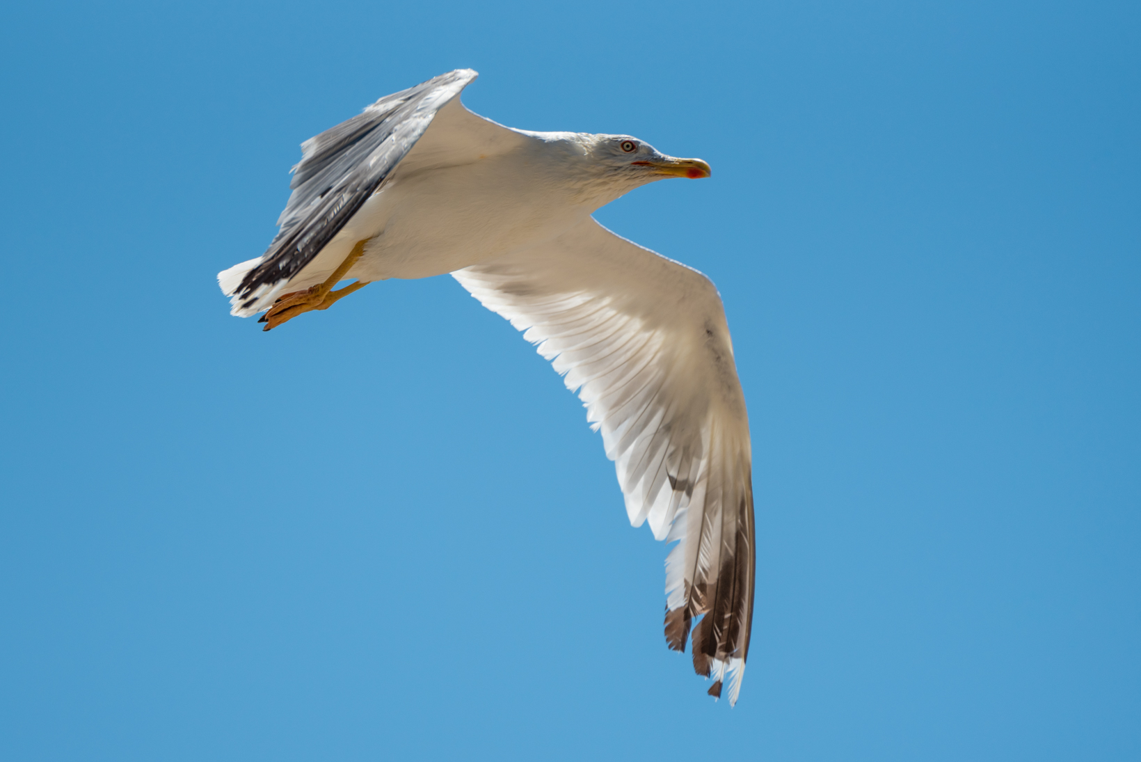 Il volo del pescatore