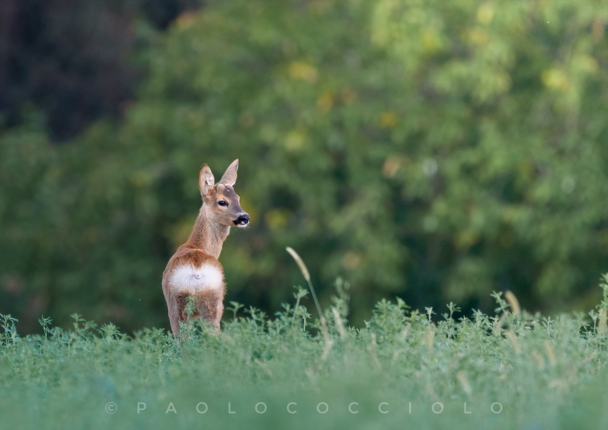 Piccolo di capriolo maschio