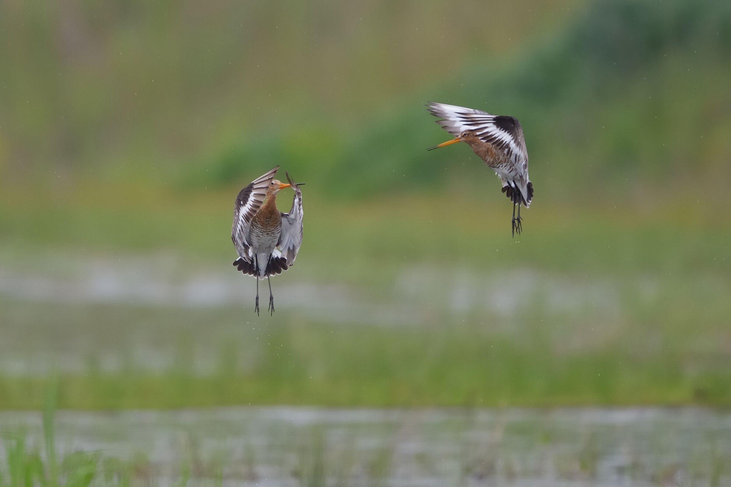 Pittima reale (Limosa limosa)