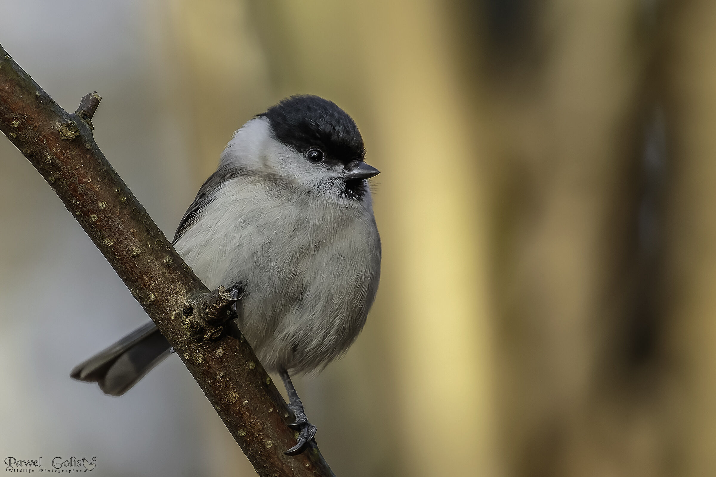 Tit di palude (Poecile palustris)