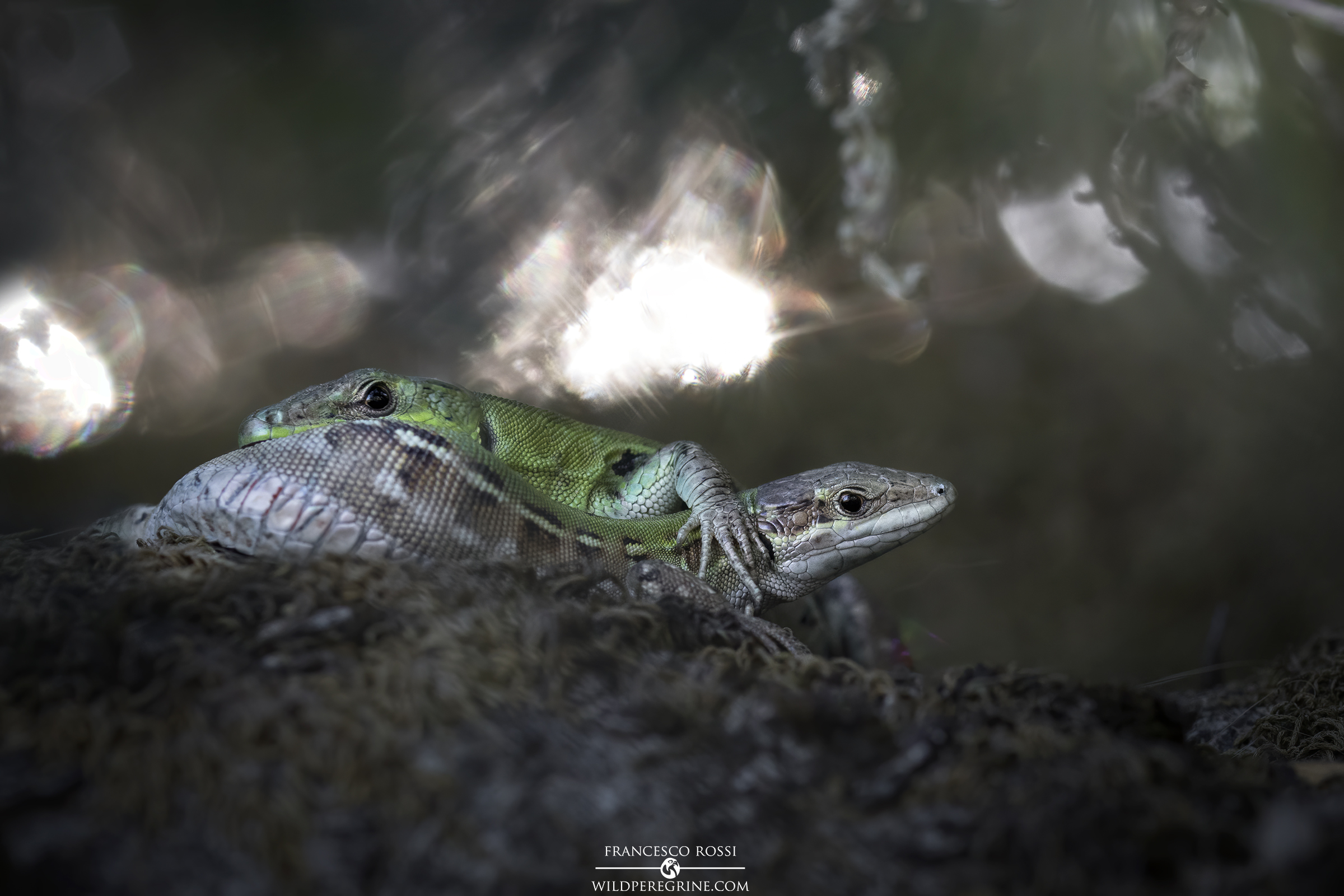 Field lizards in mating