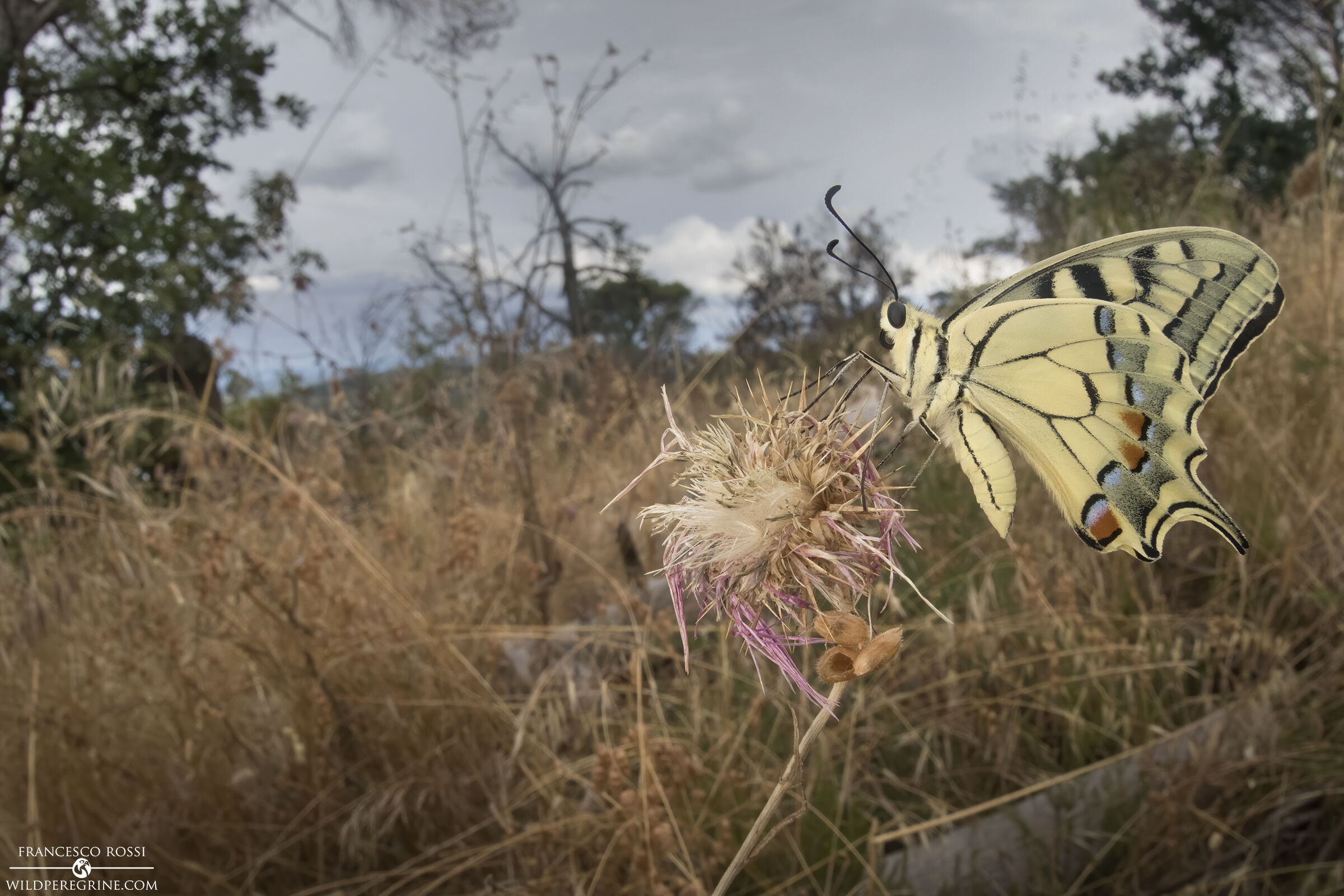 Machaon (Papilio machaon)