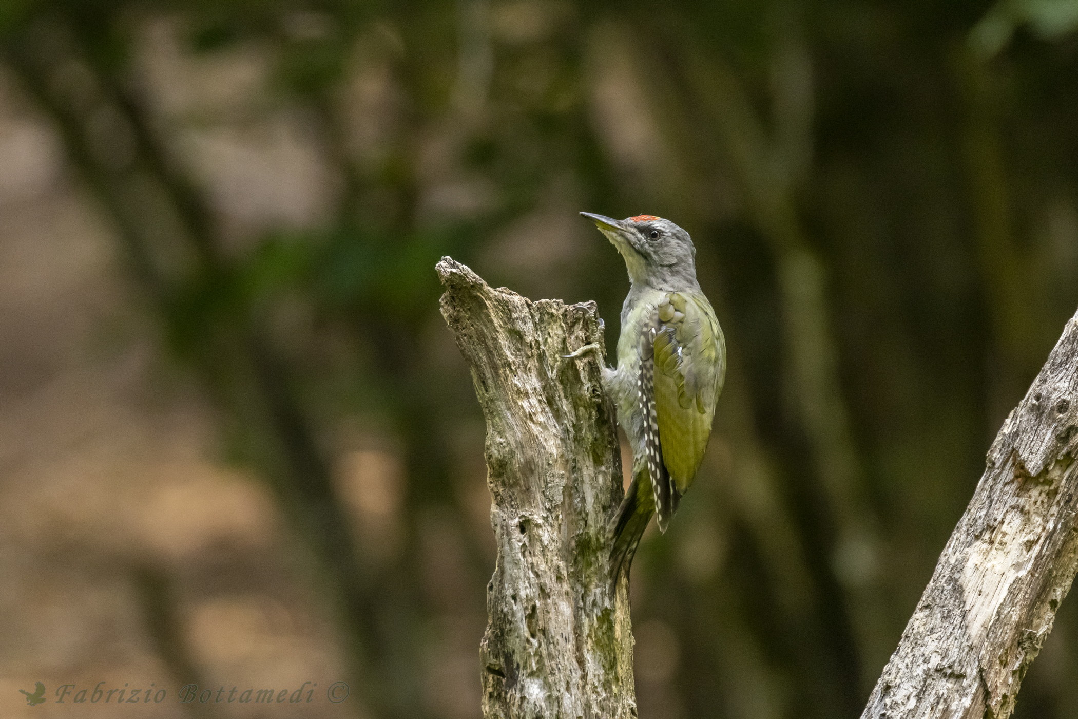 Grey-headed woodpecker
