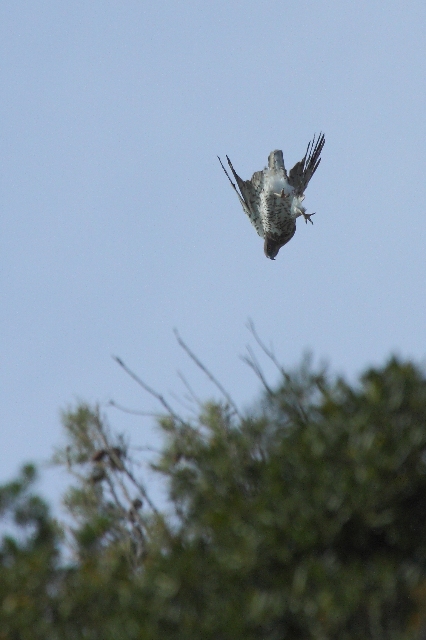 Harrier hunting