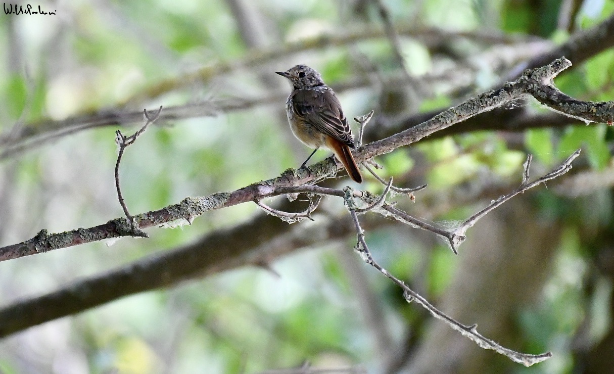 Young Redstart 1