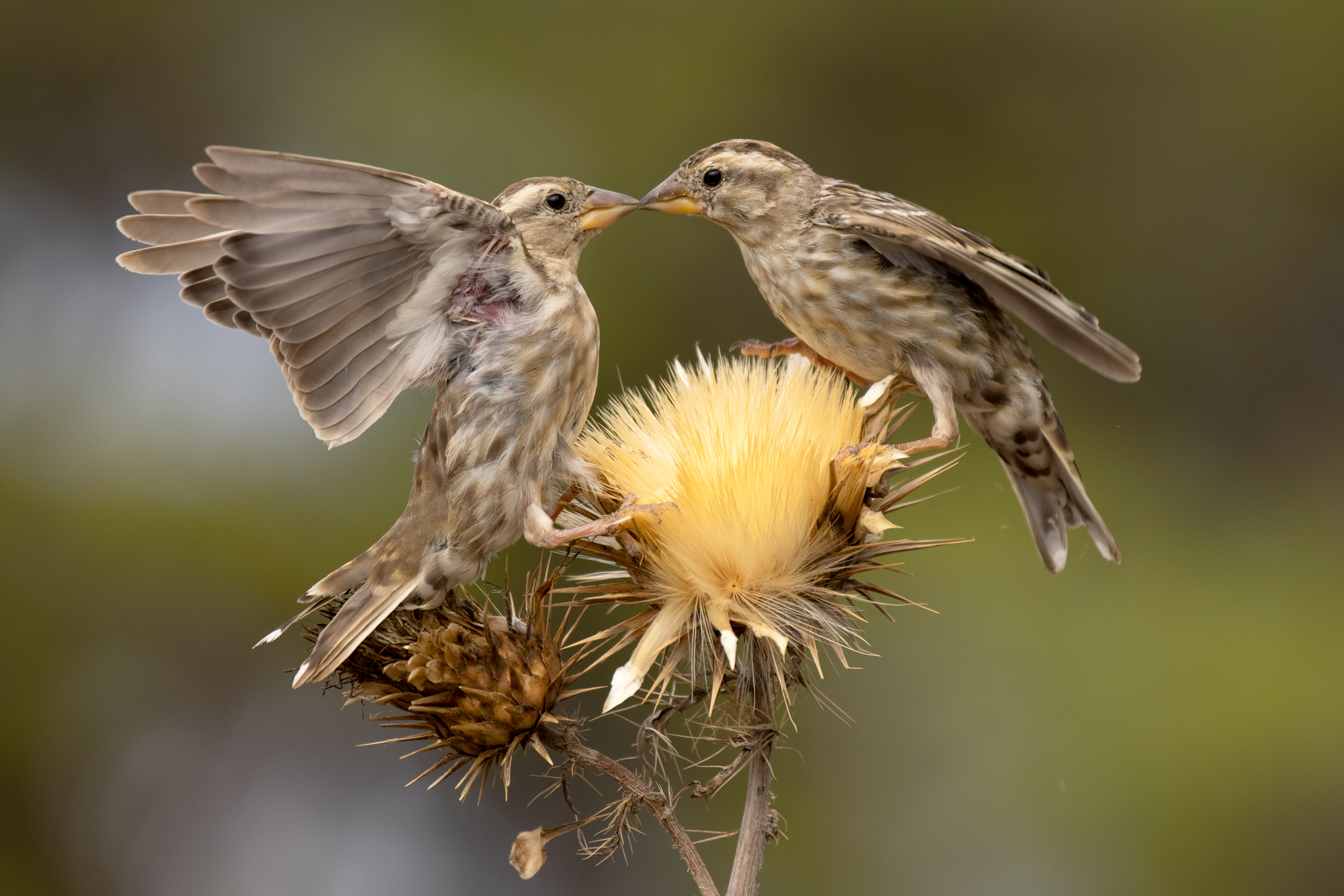 Rock Sparrow - Petronia petronia (Portogallo)