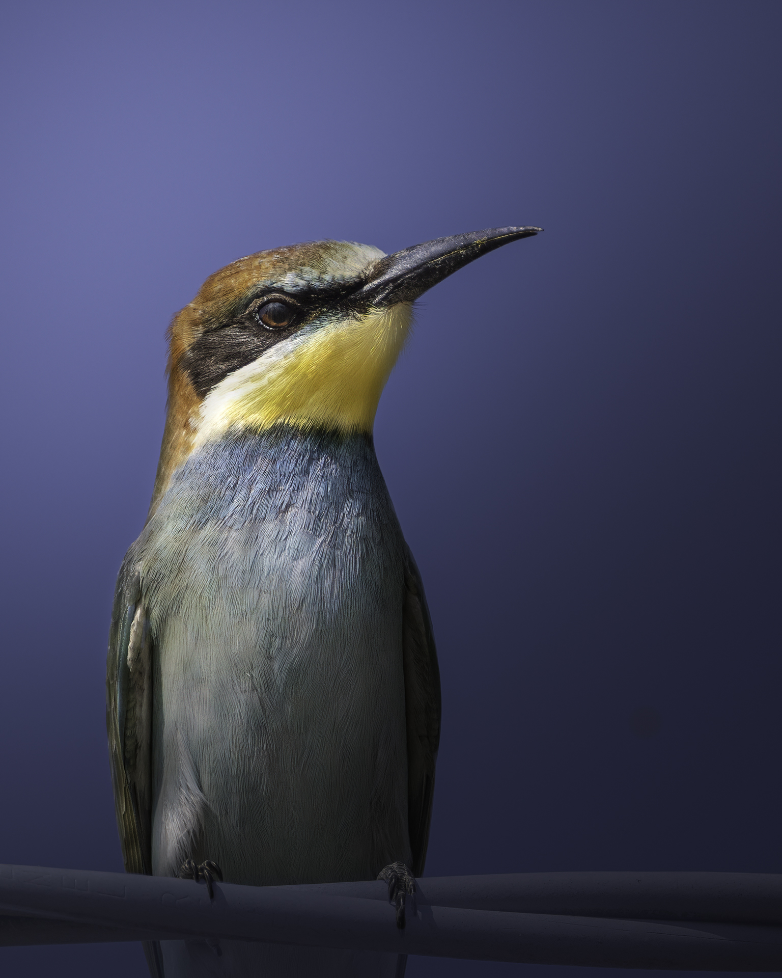 Aspettando il pranzetto