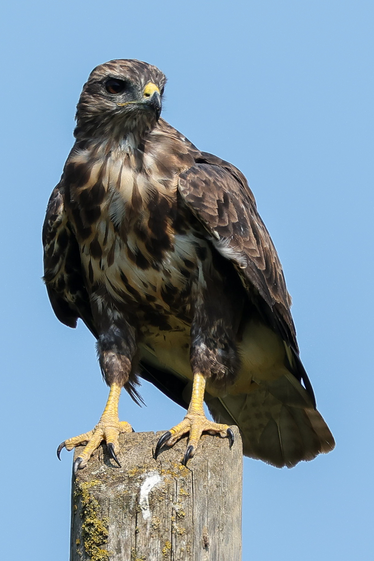 Buzzard
