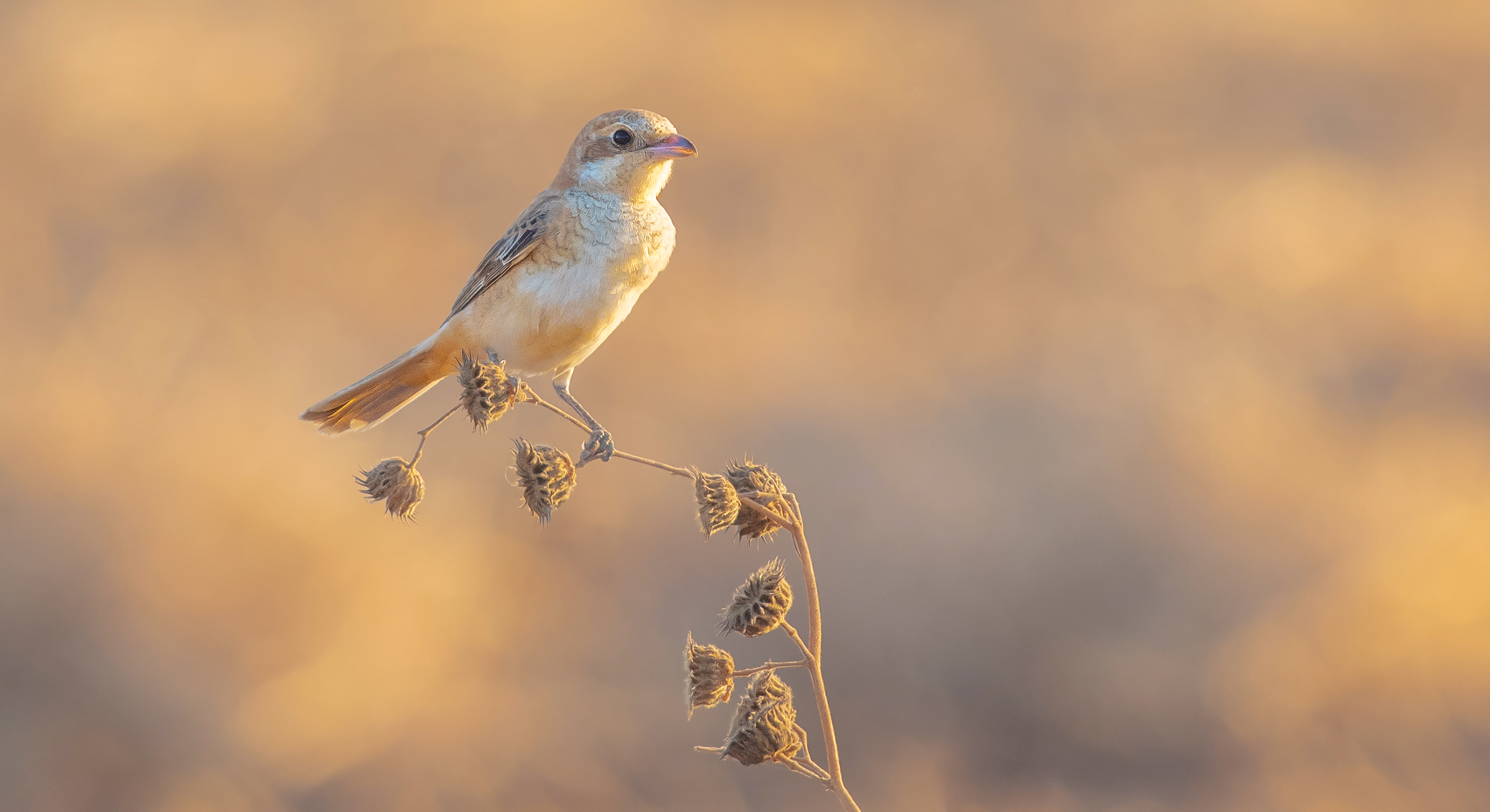 prima del tramonto (woodchat shrike. juv)