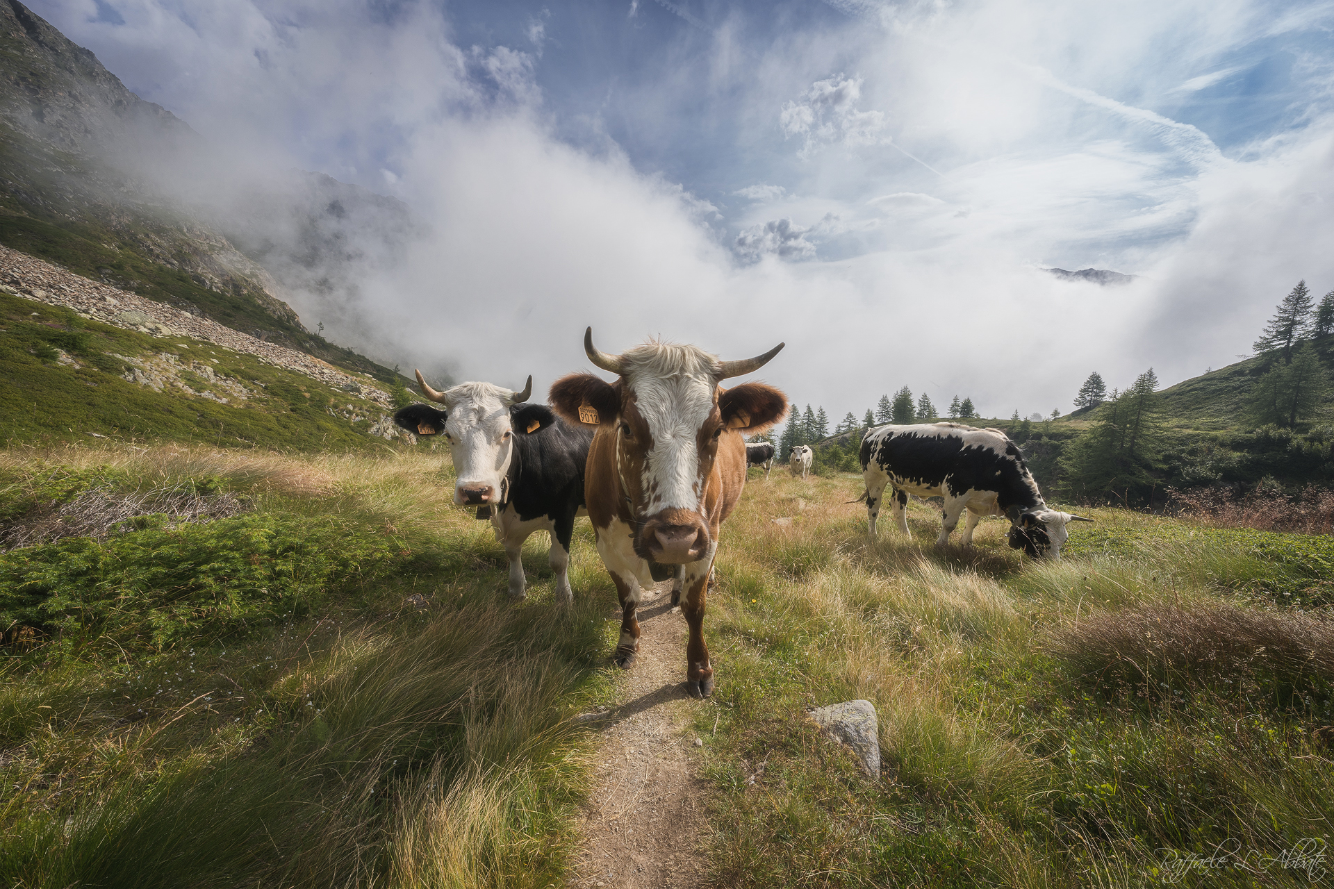 Chi siete?..Cosa Fate?..Cosa portate?...Un Fiorino!!