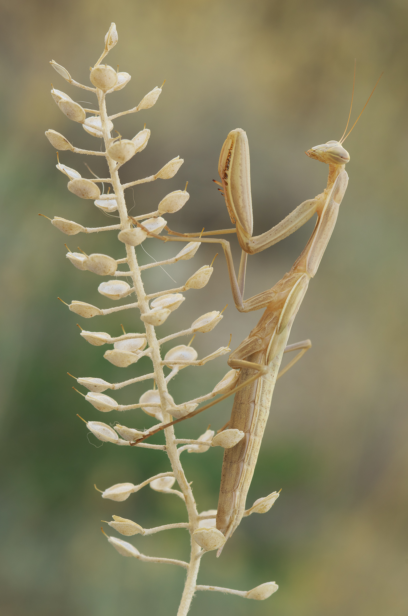 Mantis religiosa