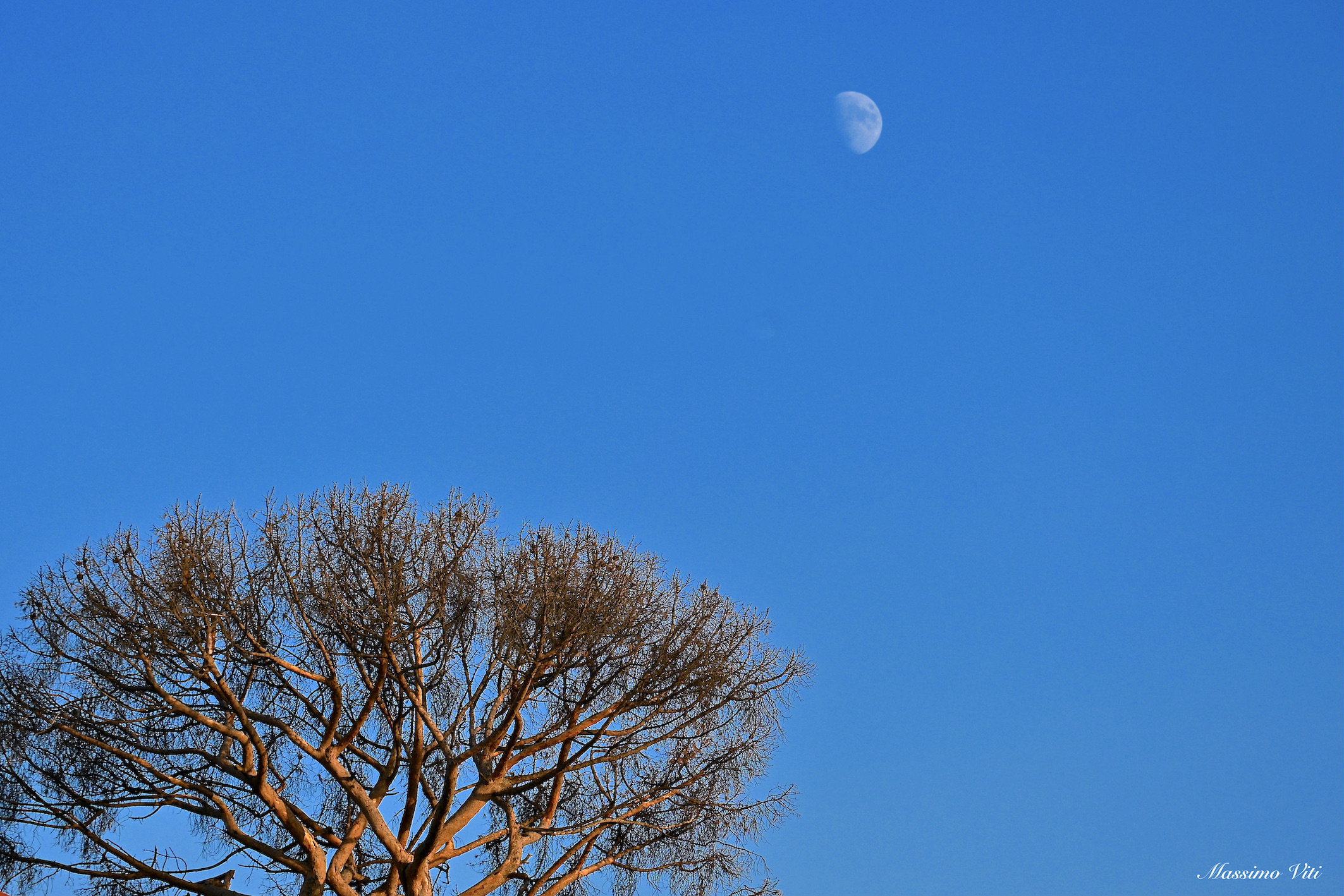 L'albero e la Luna