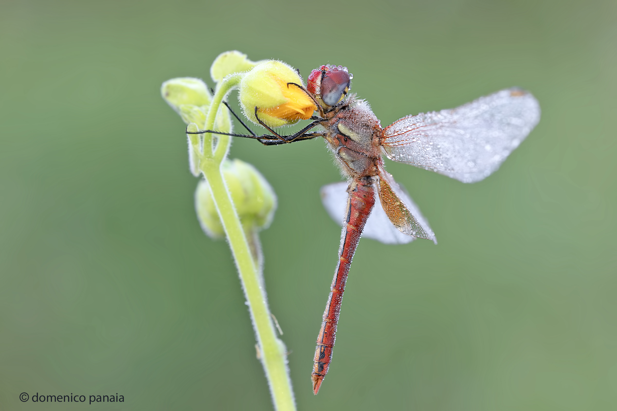 sympetrum fonscolombii