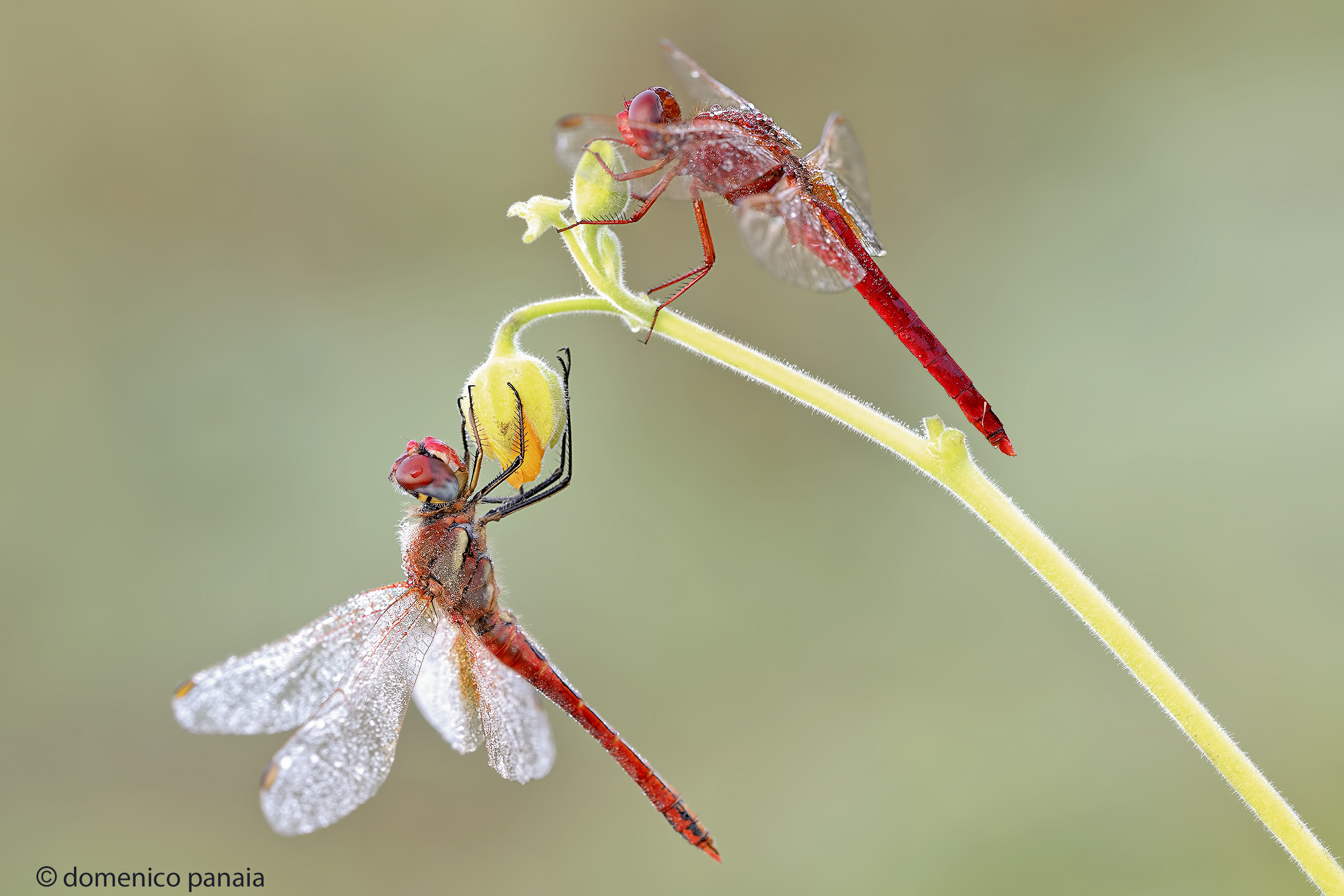crocothemis erythraea sympetrum fonscolombii