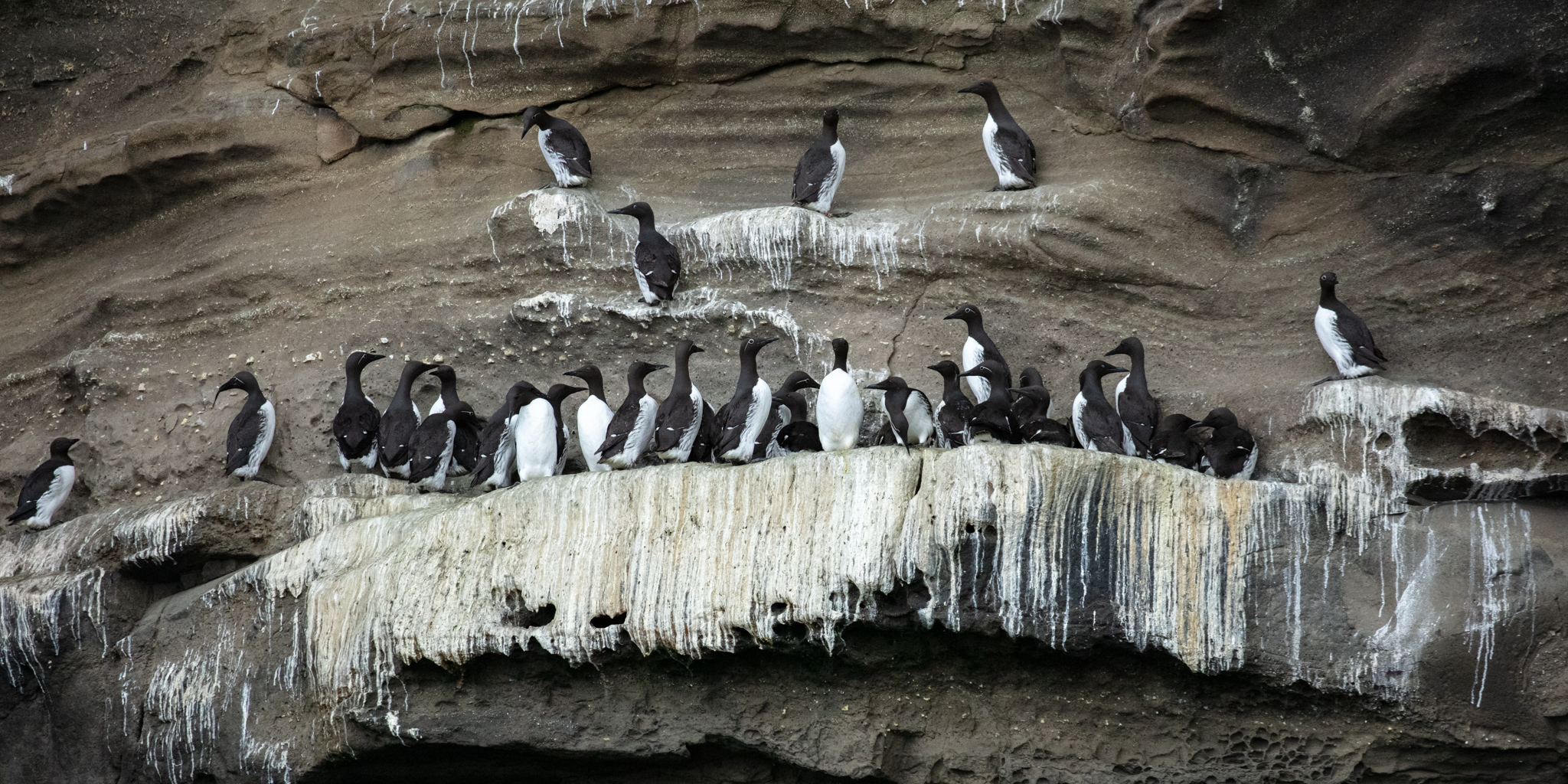 Exploring the FarOes