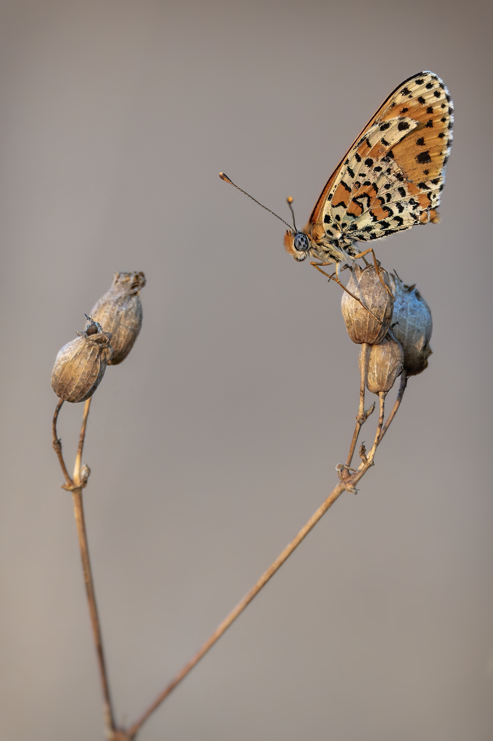Melitaea Phoebe