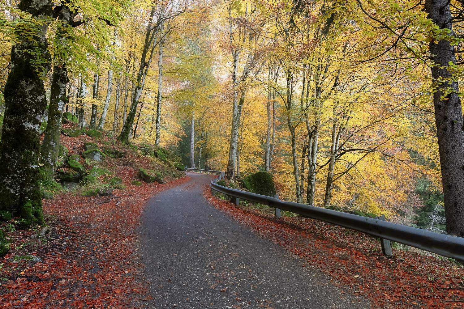 Foliage Val Masino 2020