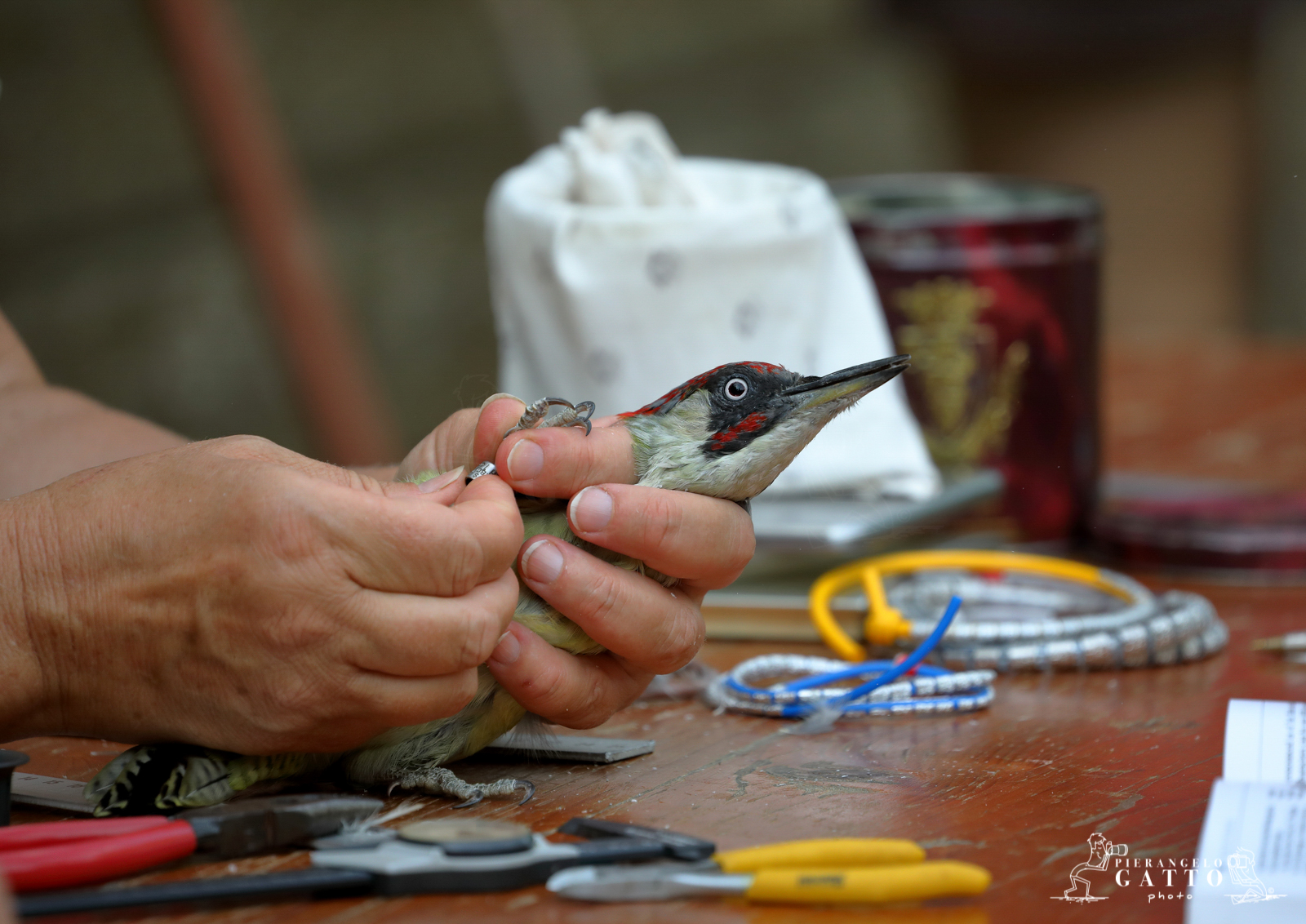 Inanellamento e liberazione Picchio Verde