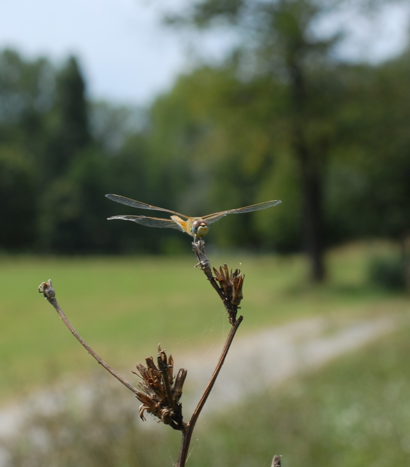 leggero come una libellula