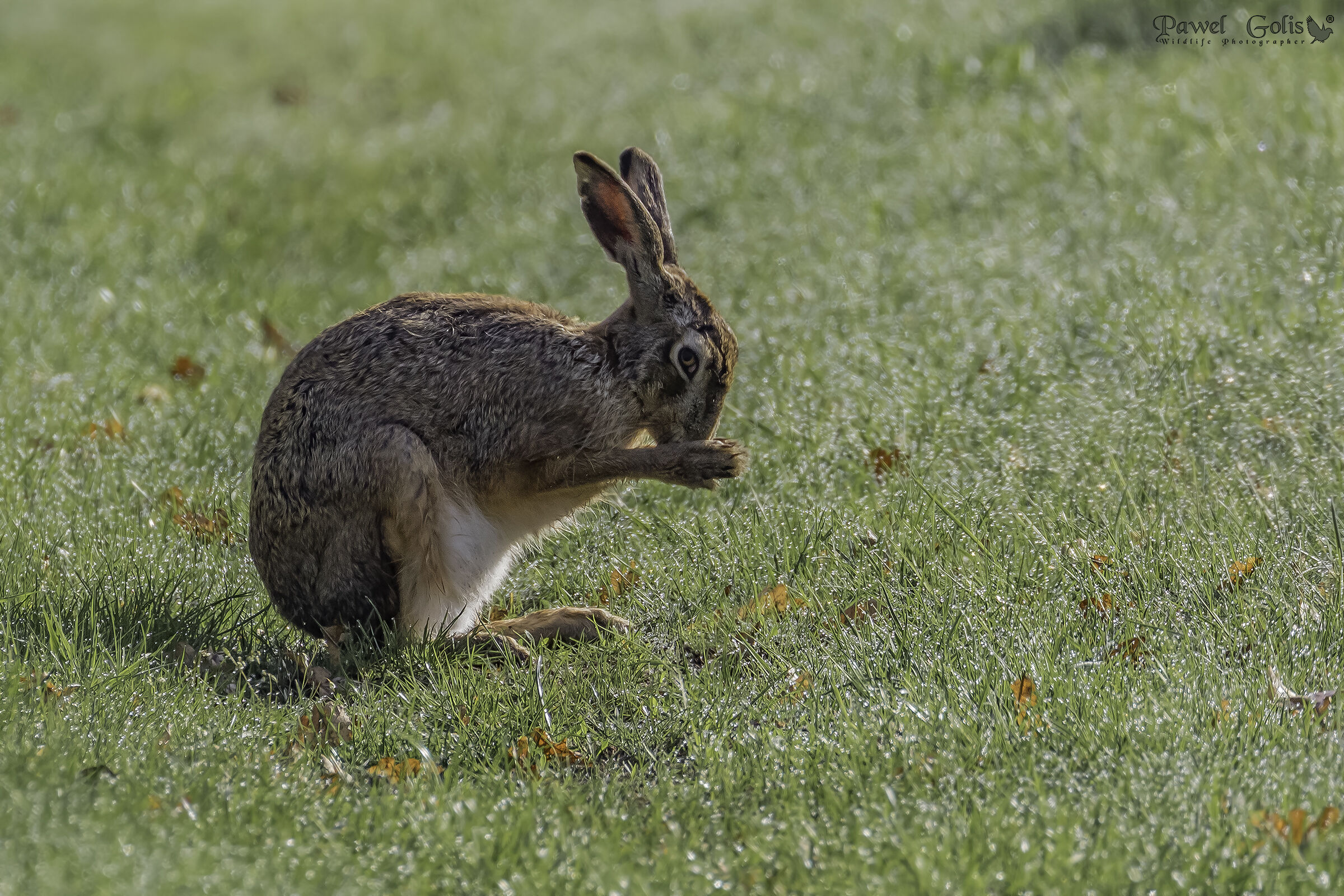 Lepus europaeus (Lepus europaeus)