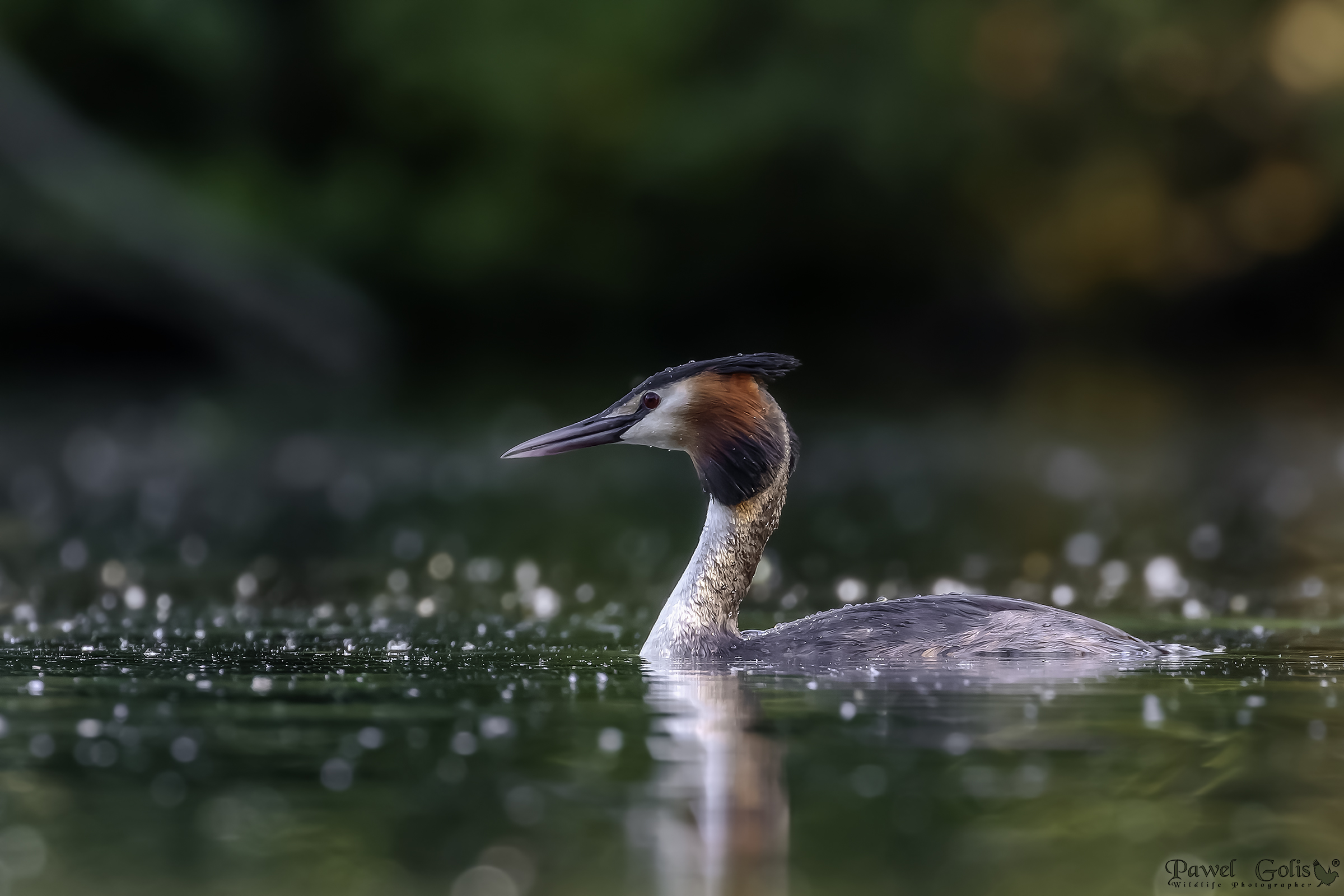 Grande svasso crestato (podiceps cristatus)