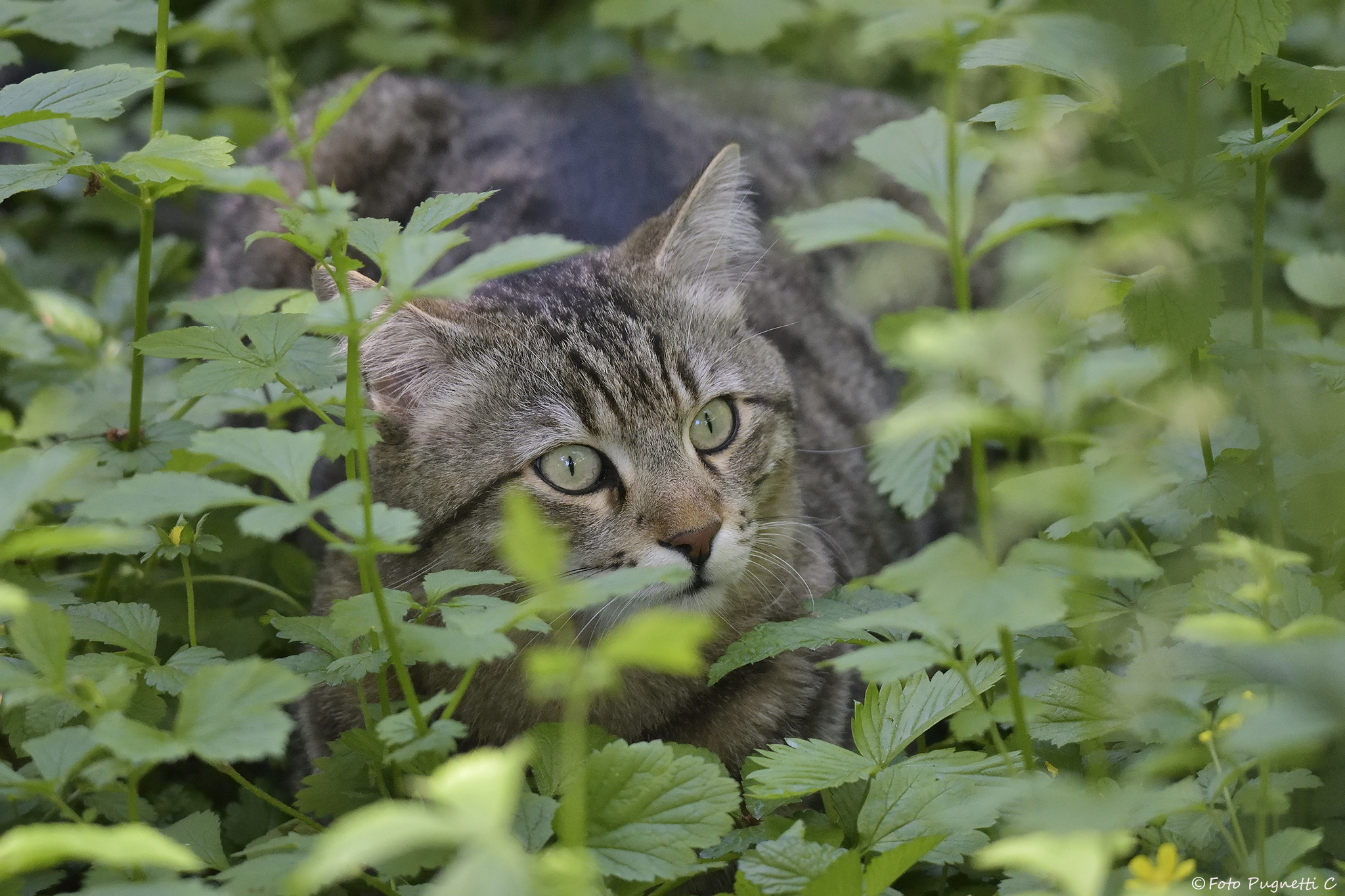 Romeo on the hunt