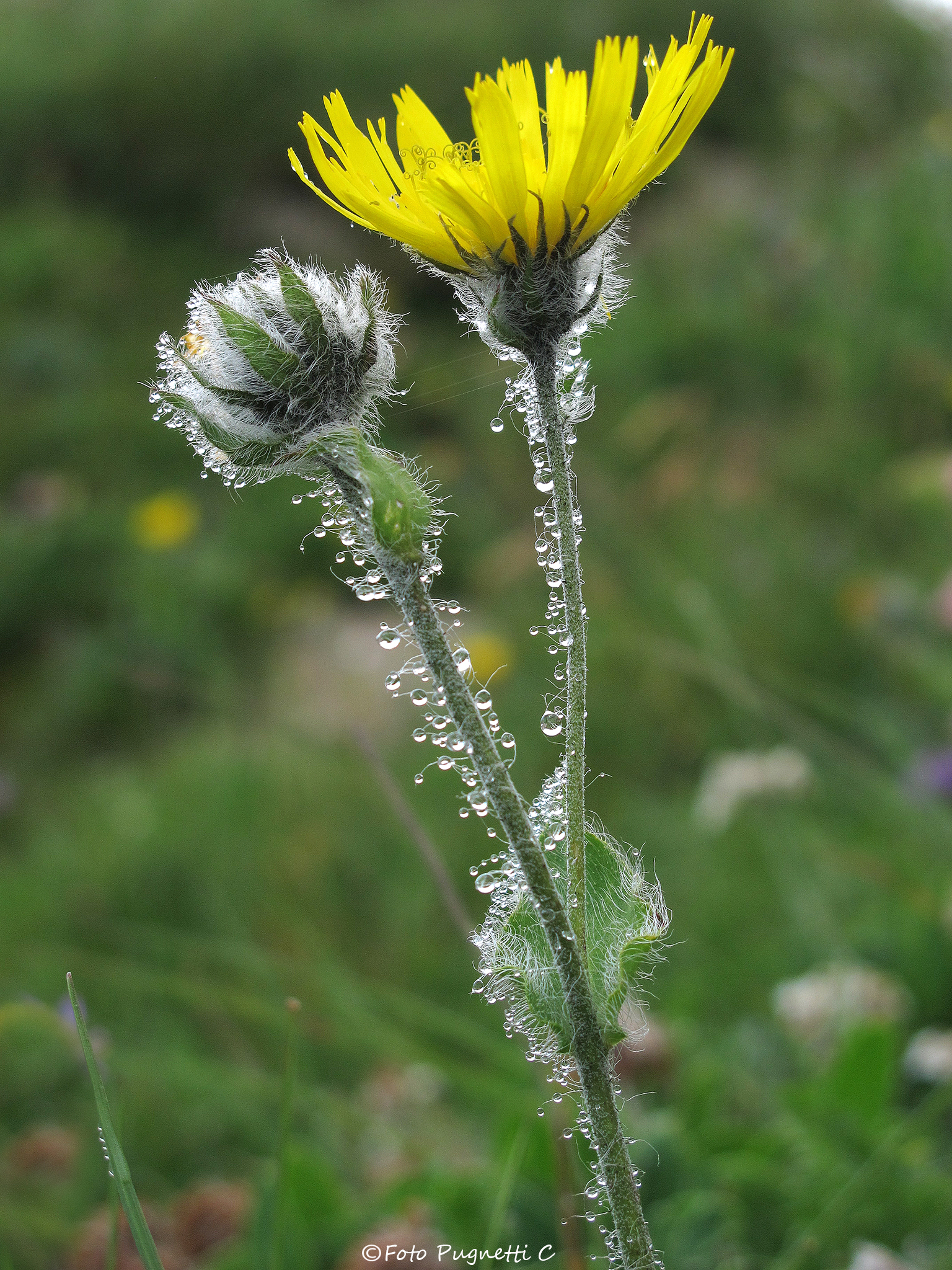 gocce su fiori alpini