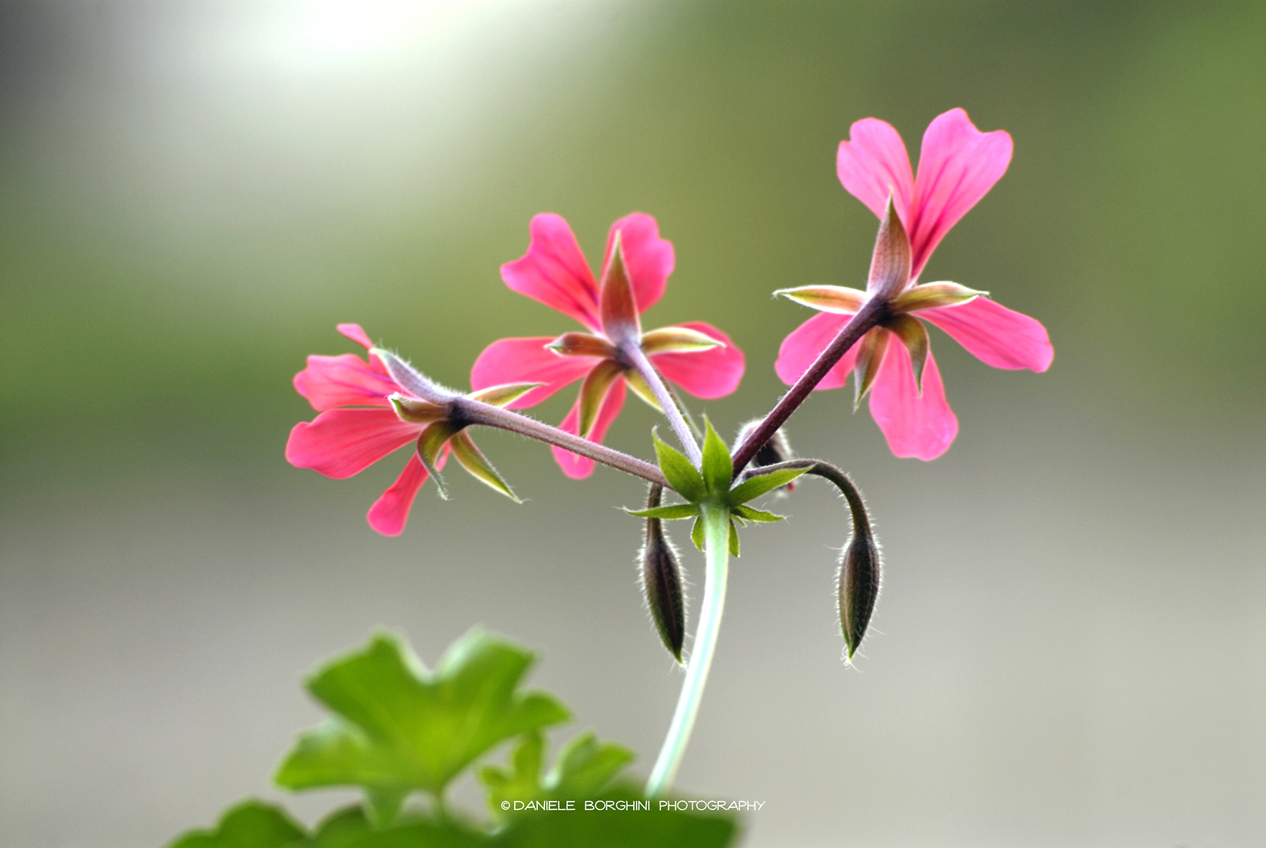 Geranium