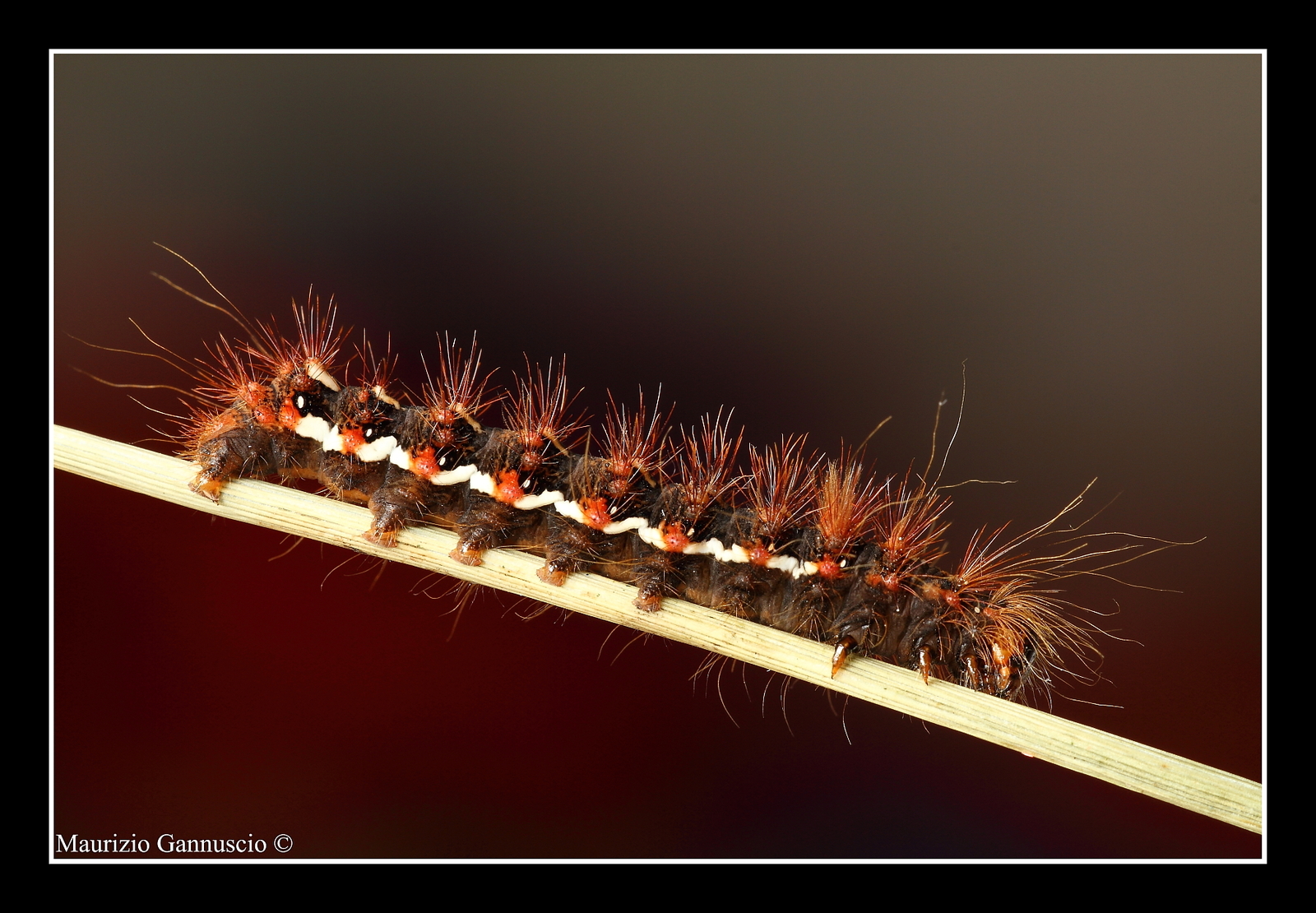 caterpillar (acronicta rumicis)