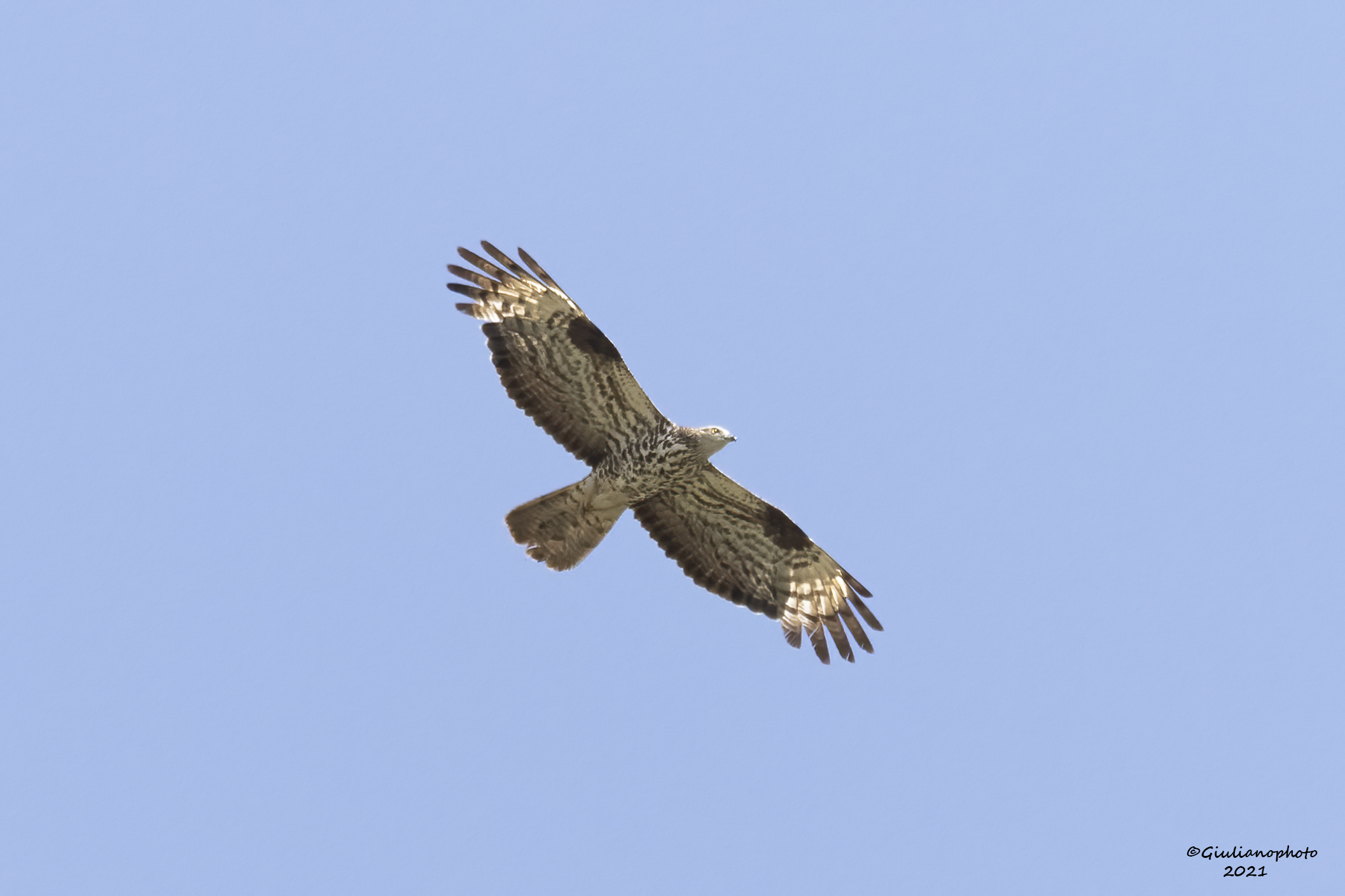 Falco pecchiaiolo