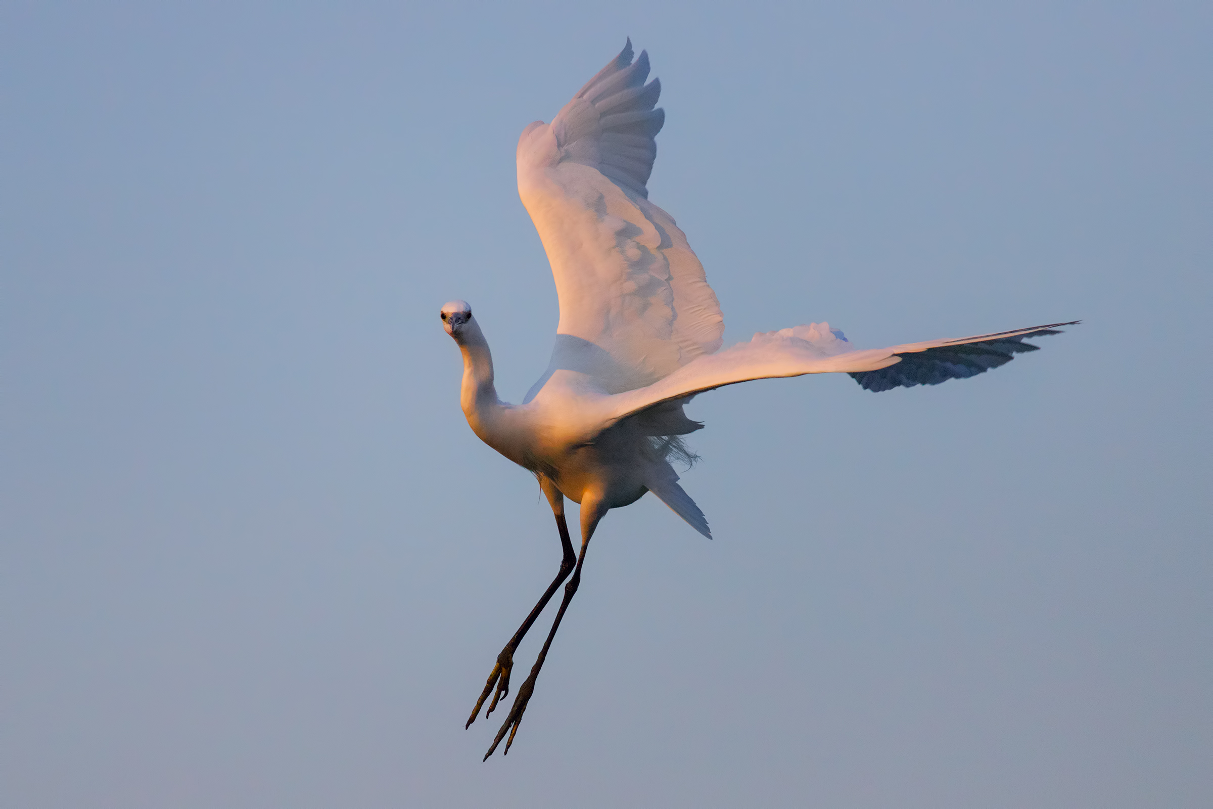 White at the first light of dawn