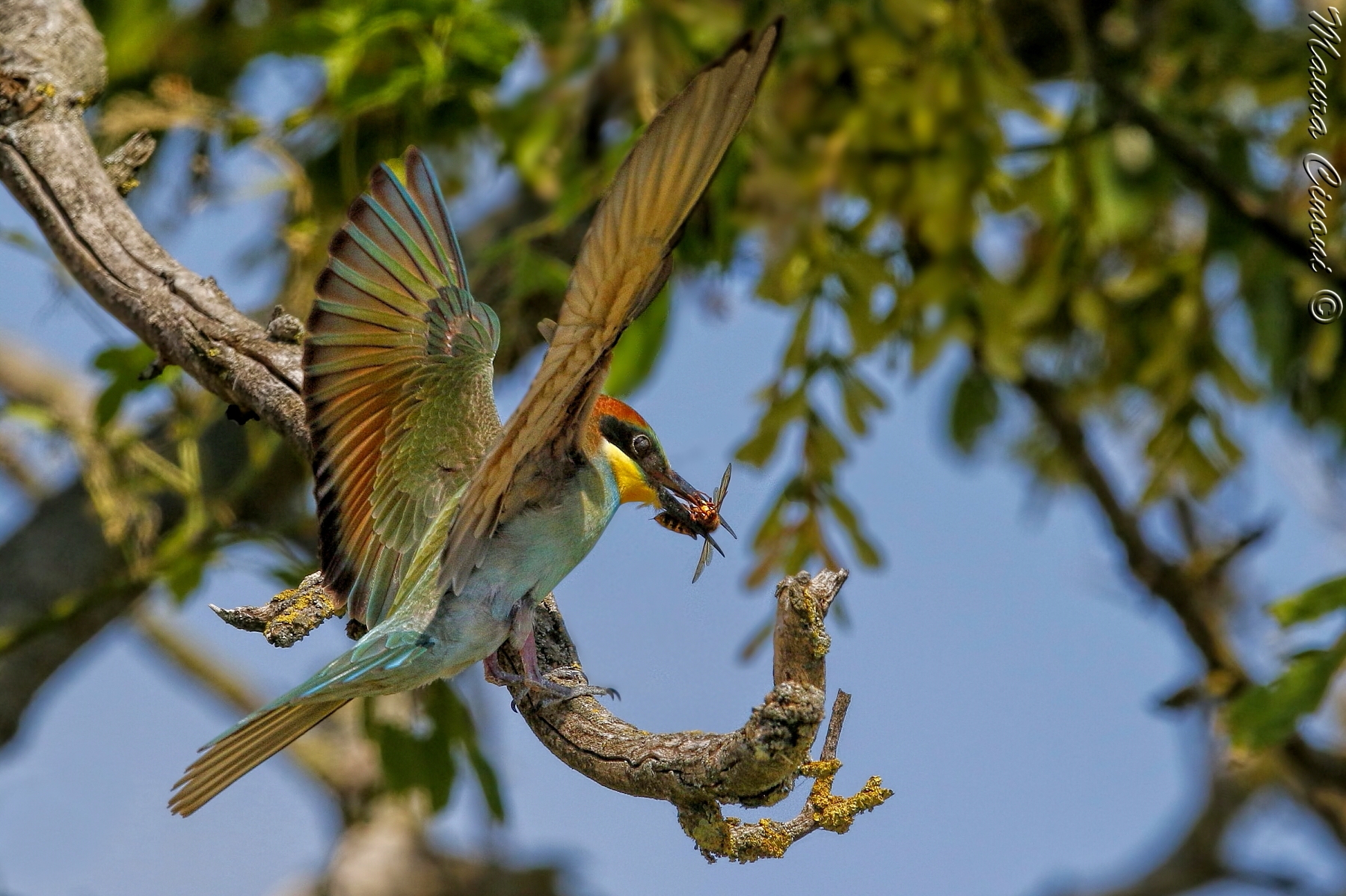 Gruccione Juv. con vespa